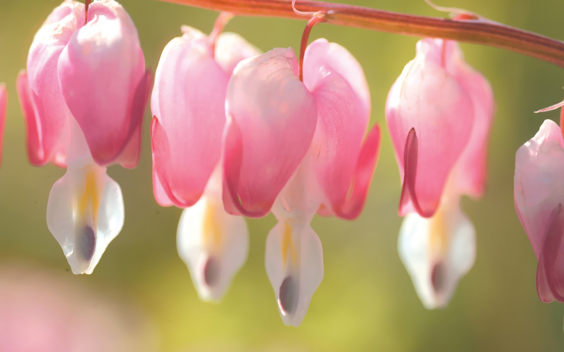 韓國花卉攝影高清紙 #4 - 1920x1200