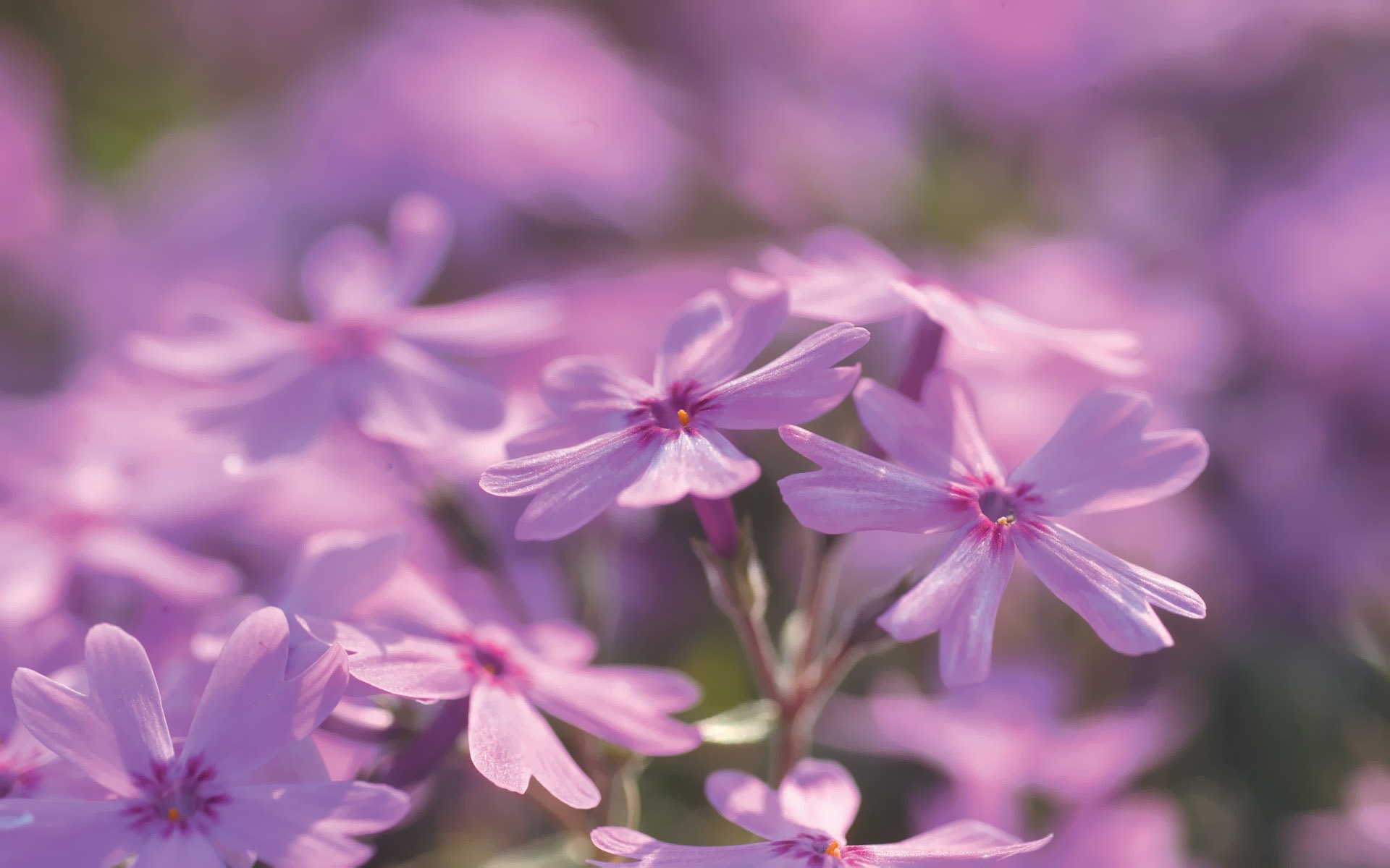 韓國花卉攝影高清紙 #5 - 1920x1200