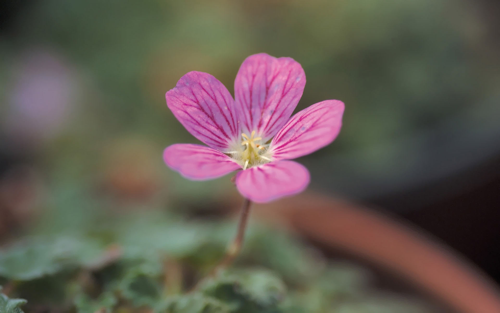 韓國花卉攝影高清紙 #6 - 1920x1200