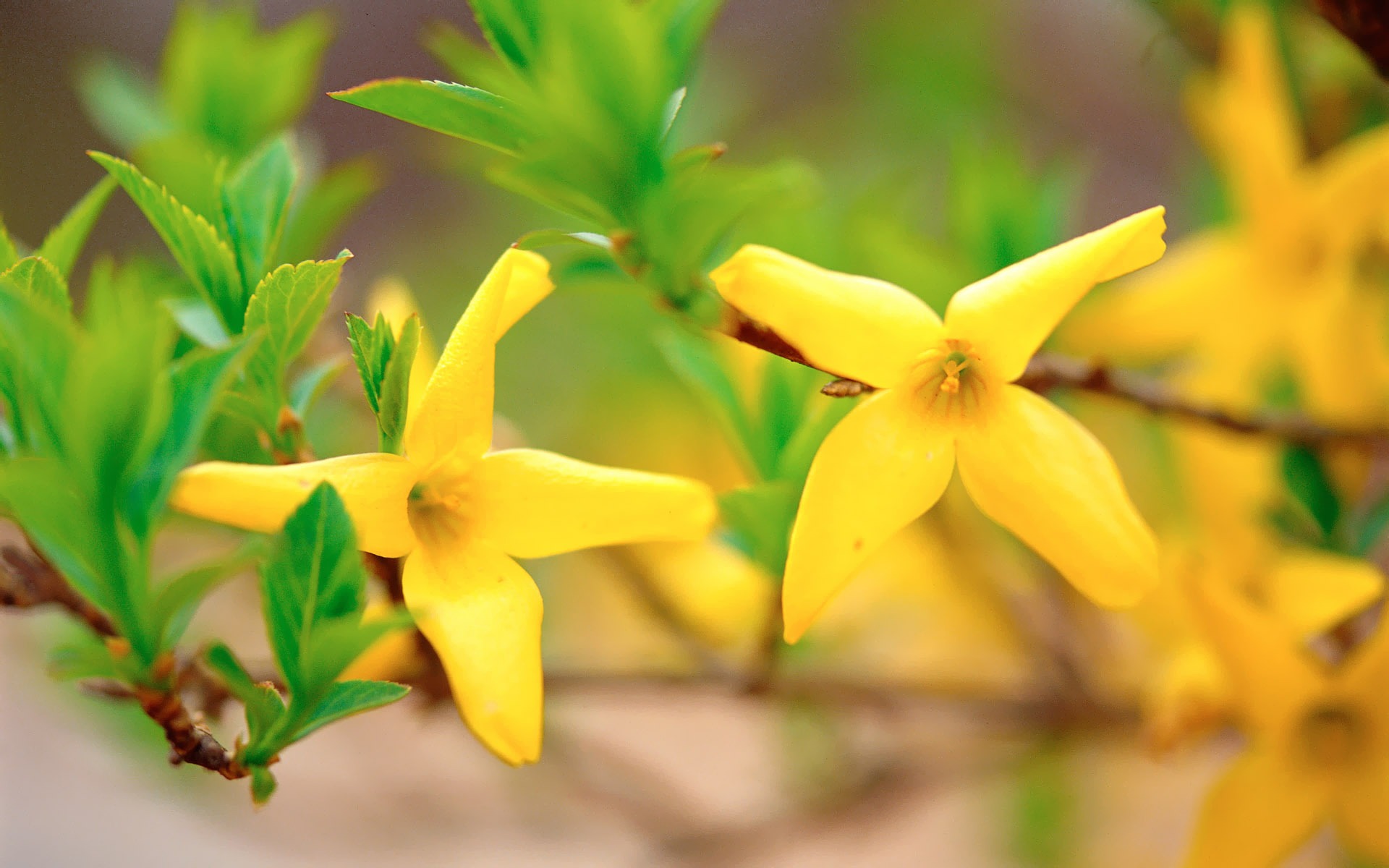 韓国の花紙のHD #21 - 1920x1200
