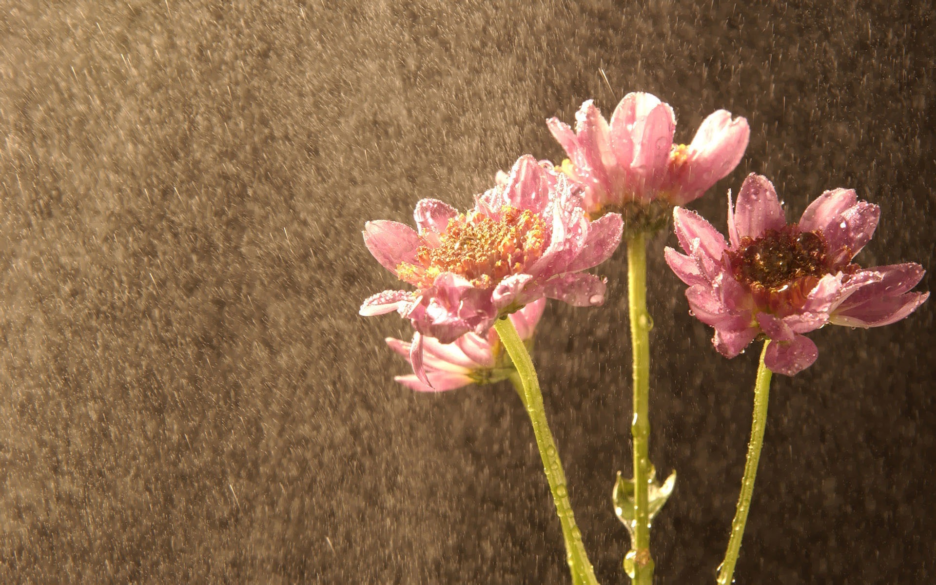 韓國花卉攝影高清紙 #31 - 1920x1200