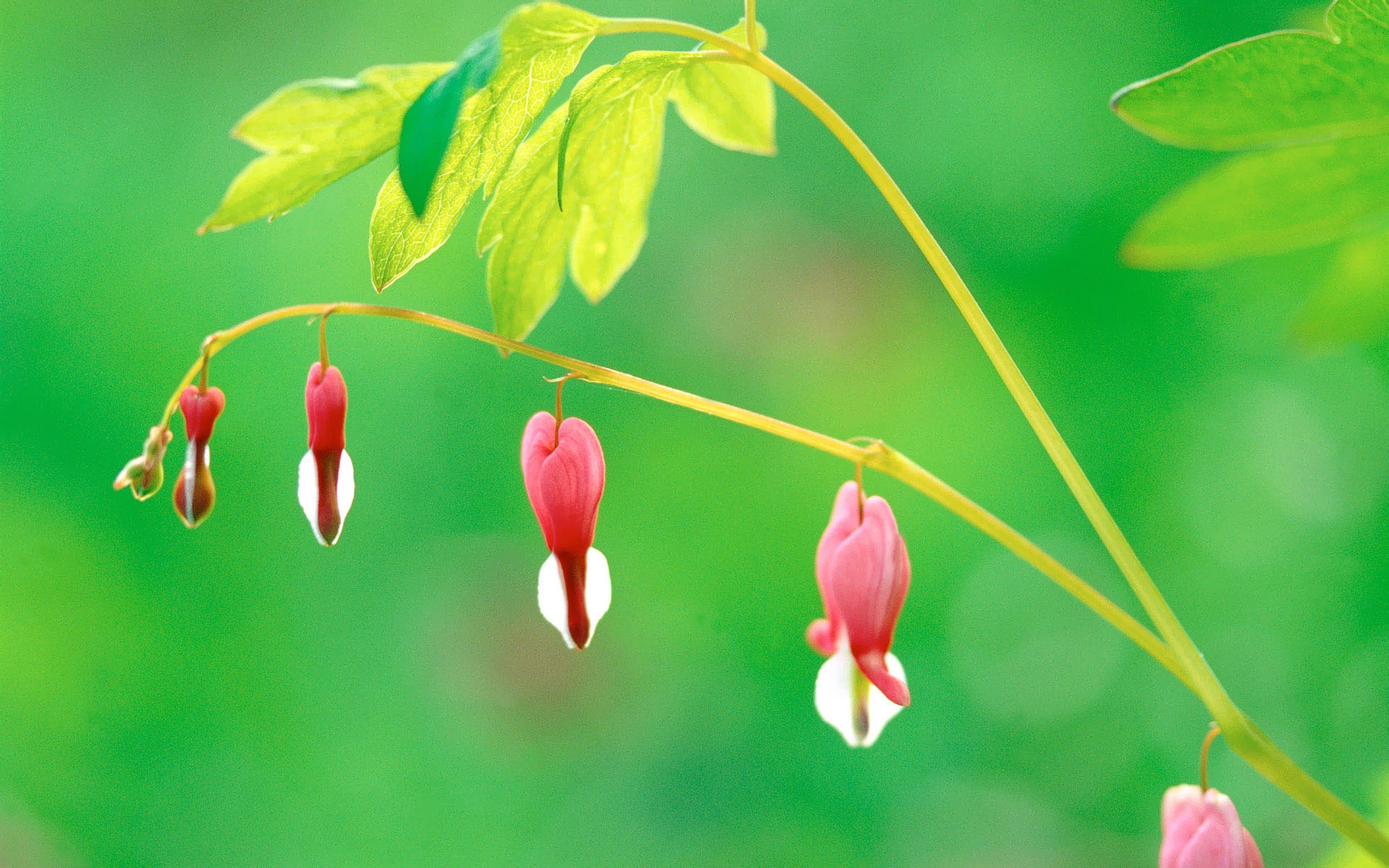韓國花卉攝影高清紙 #32 - 1920x1200
