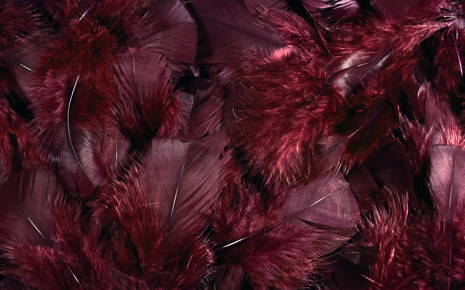 barevné peří křídla close-up tapety (1) #10 - 1920x1200