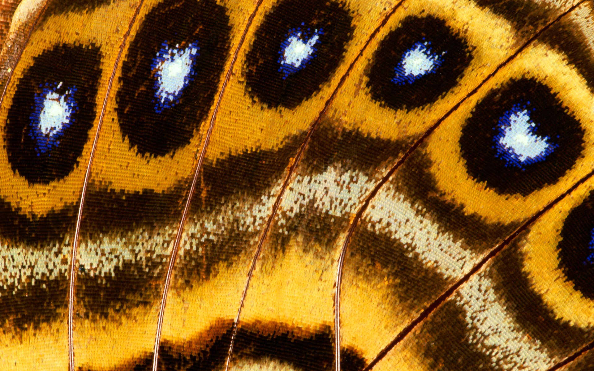 barevné peří křídla close-up tapety (1) #12 - 1920x1200