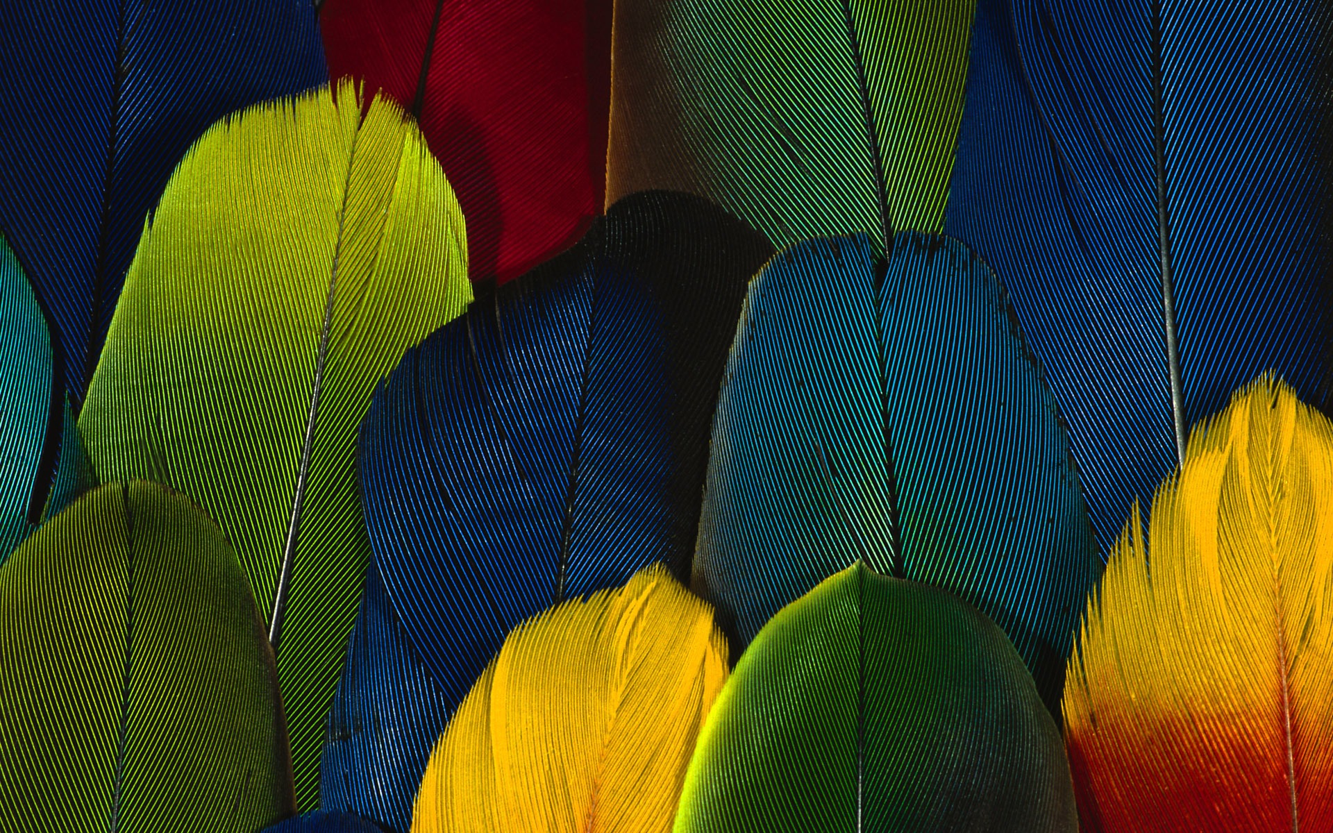 barevné peří křídla close-up tapety (1) #20 - 1920x1200