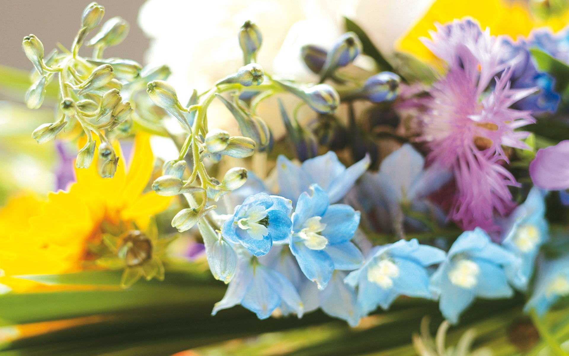 Širokoúhlý tapety květiny close-up (4) #9 - 1920x1200