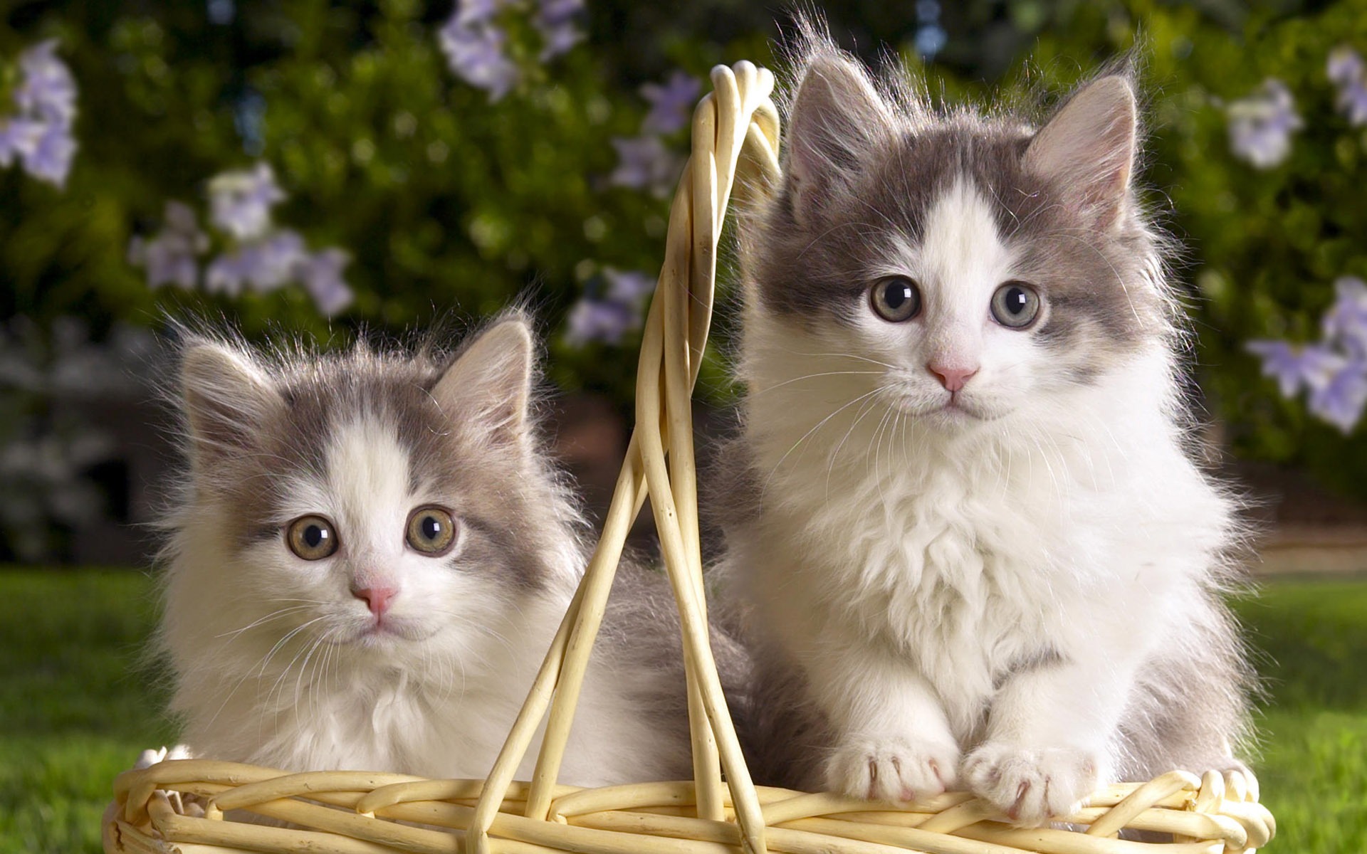 1920猫咪写真 壁纸(三)5 1920x1200