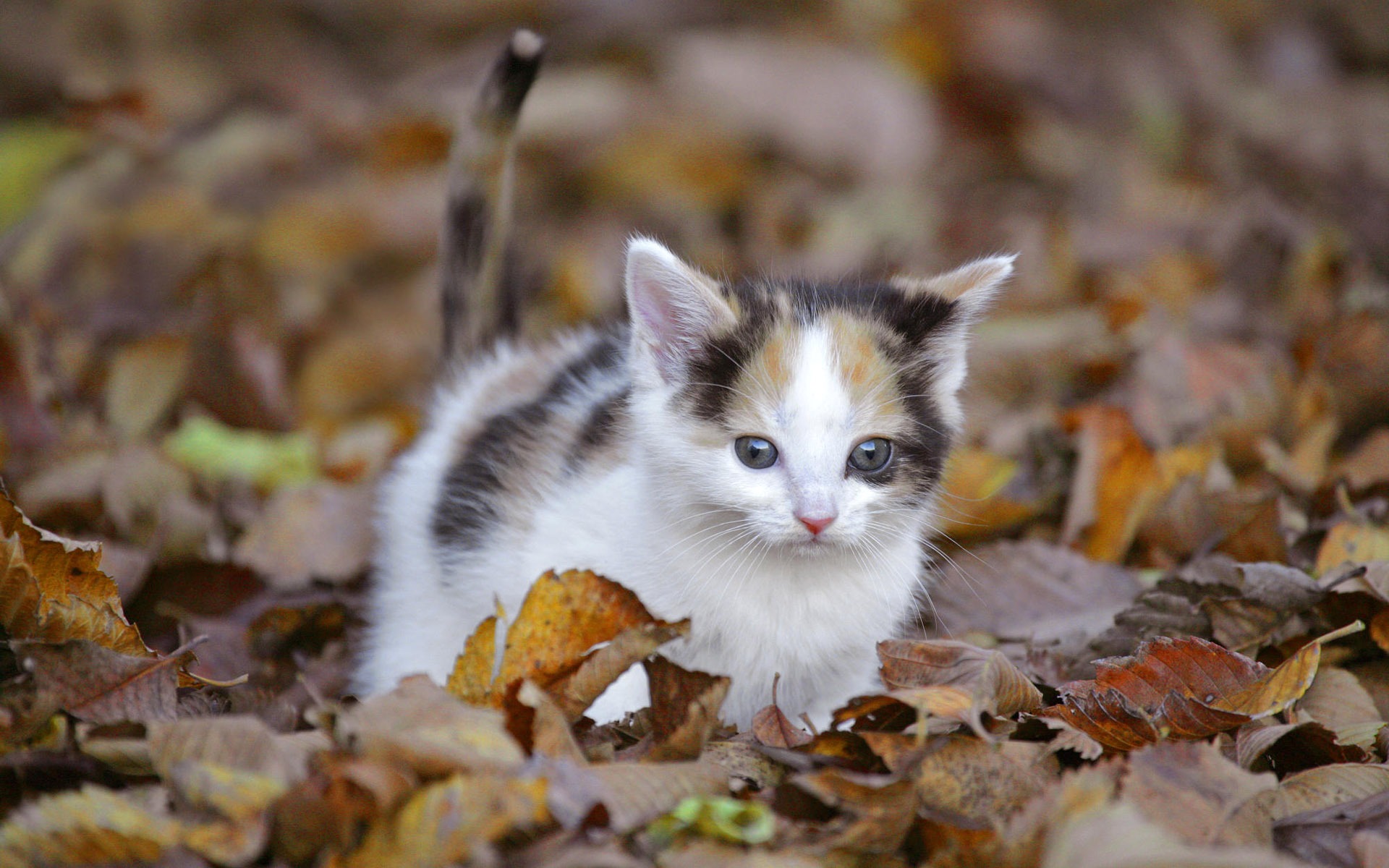 1920猫の写真の壁紙(4) #6 - 1920x1200