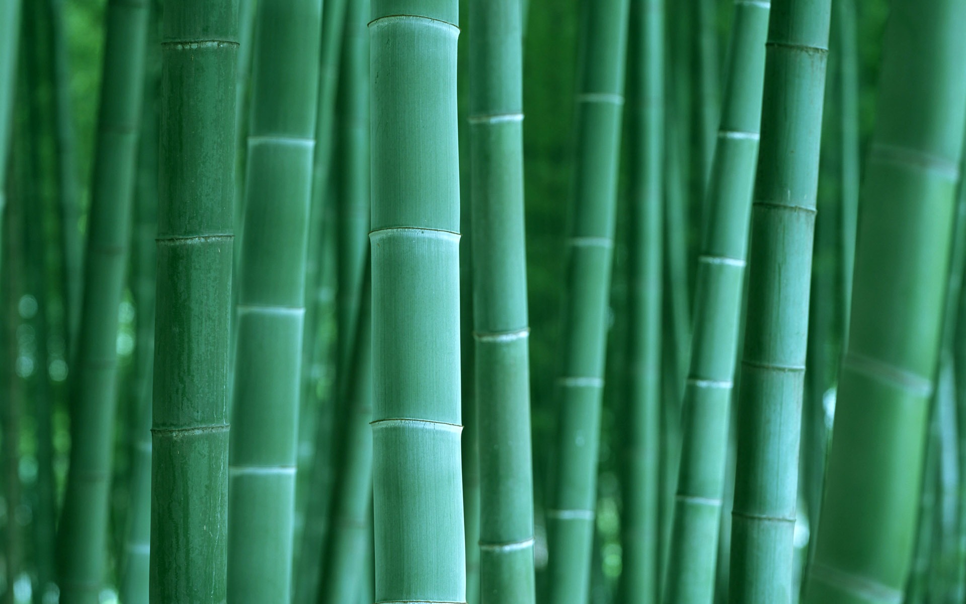 Green bamboo wallpaper albums #2 - 1920x1200
