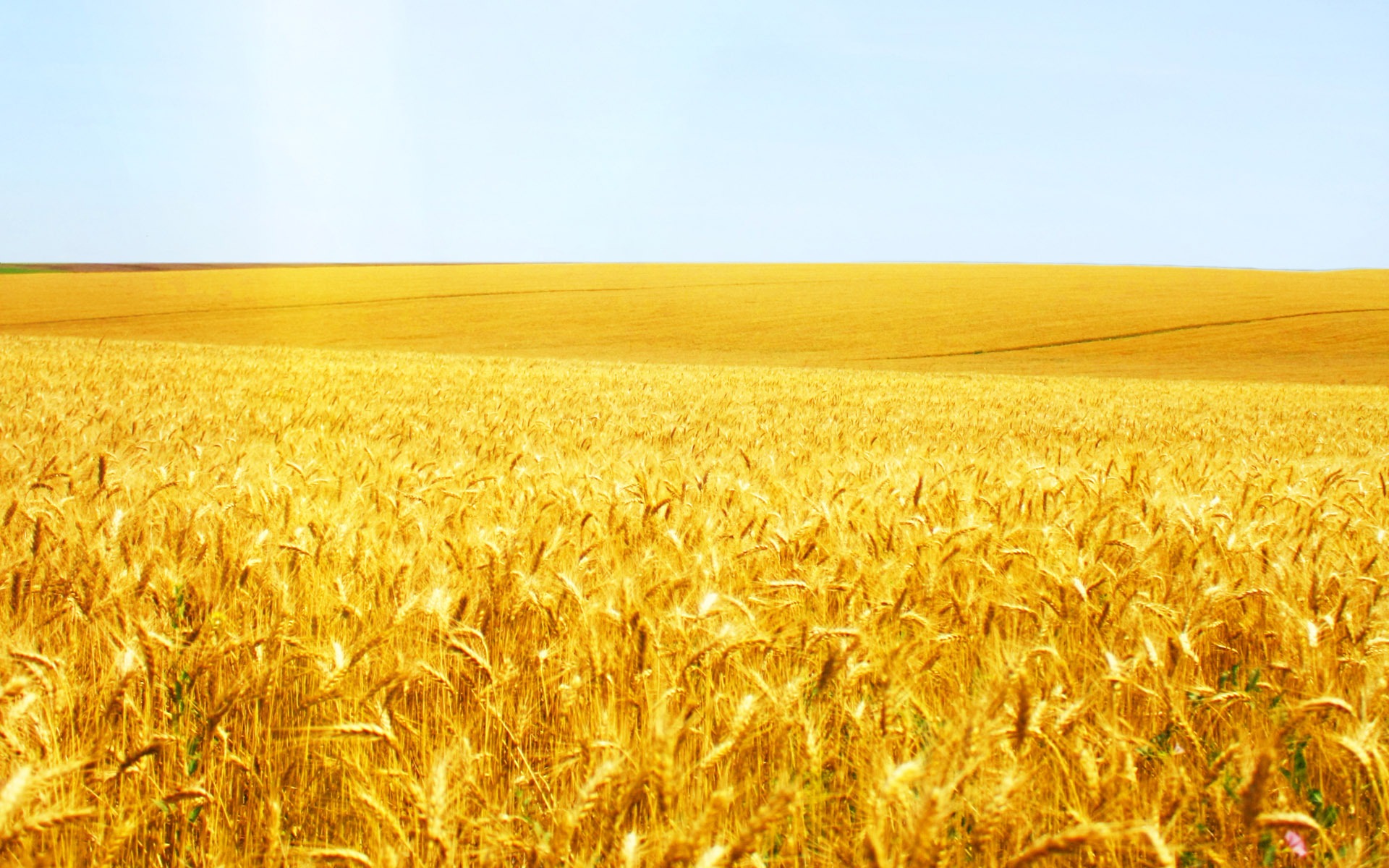 Wheat wallpaper (2) #9 - 1920x1200