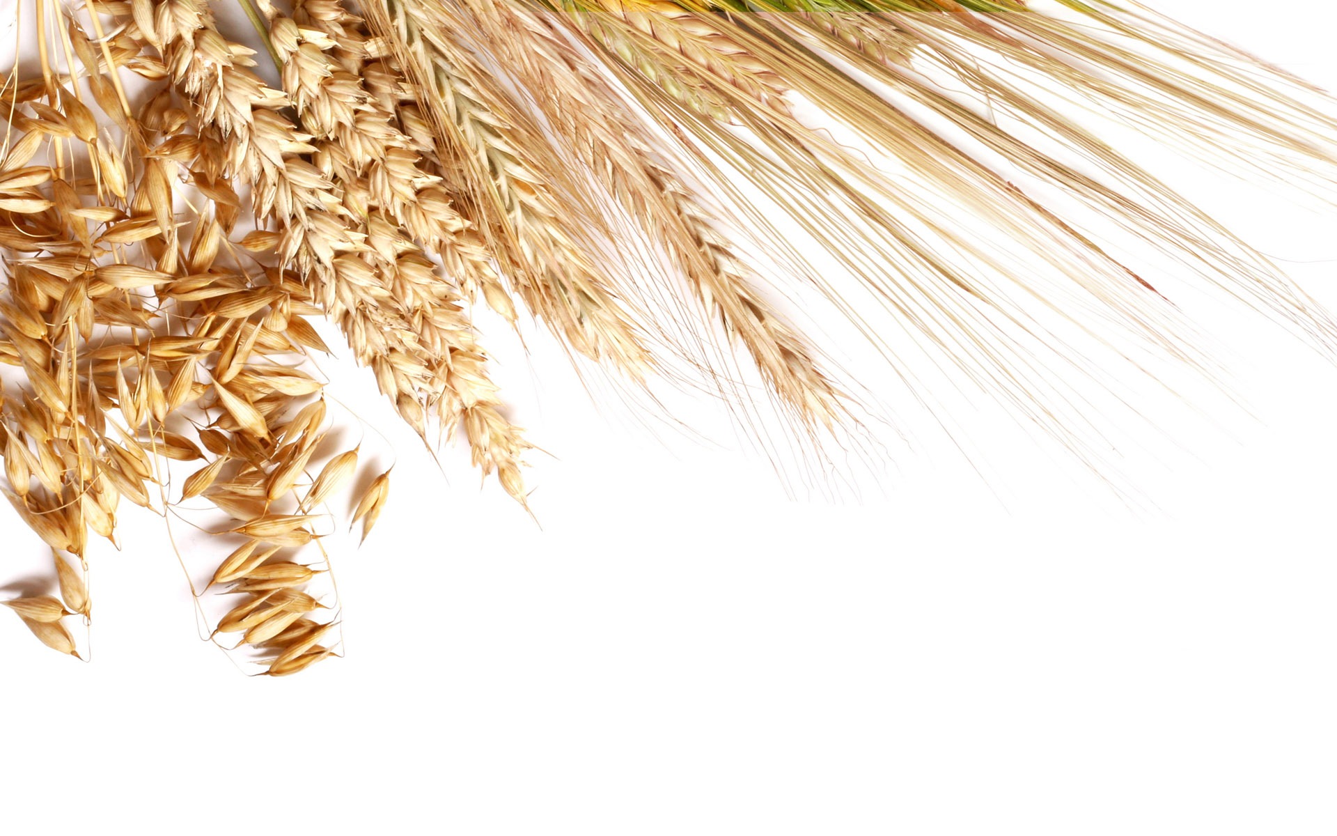 Fond d'écran du blé (2) #15 - 1920x1200