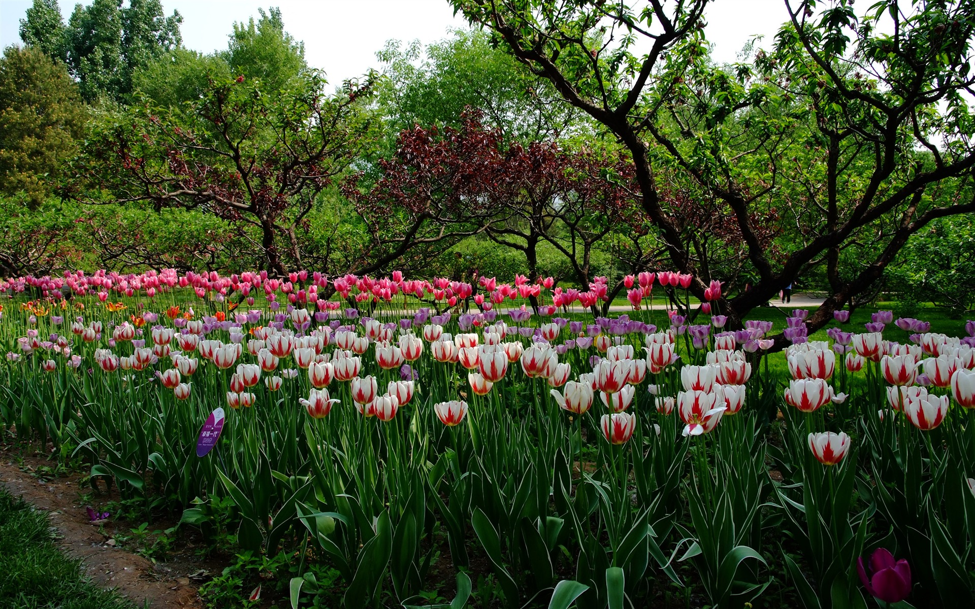 初夏的香山植物園 (螺紋鋼作品) #4 - 1920x1200