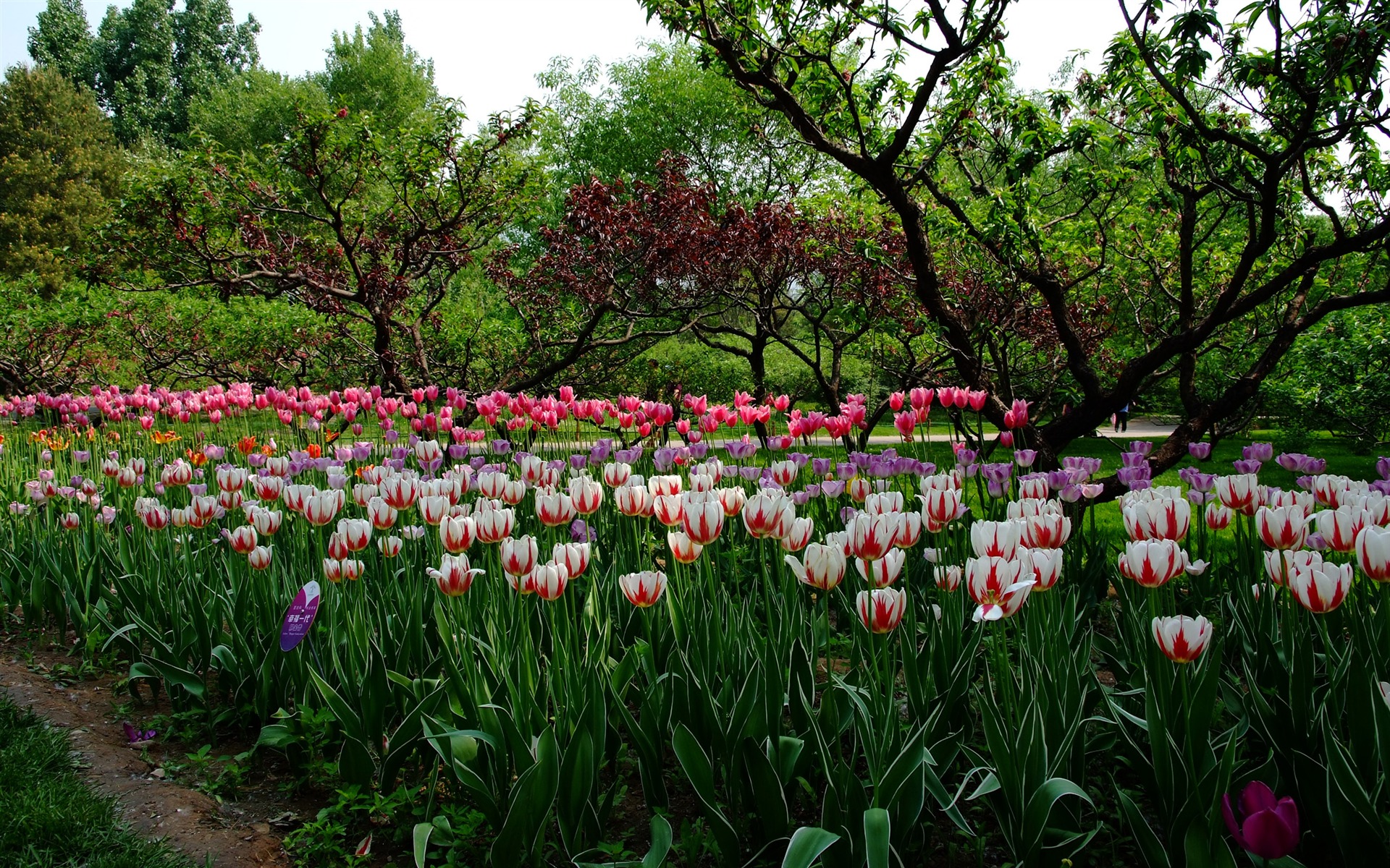 Xiangshan early summer garden (rebar works) #4 - 1920x1200