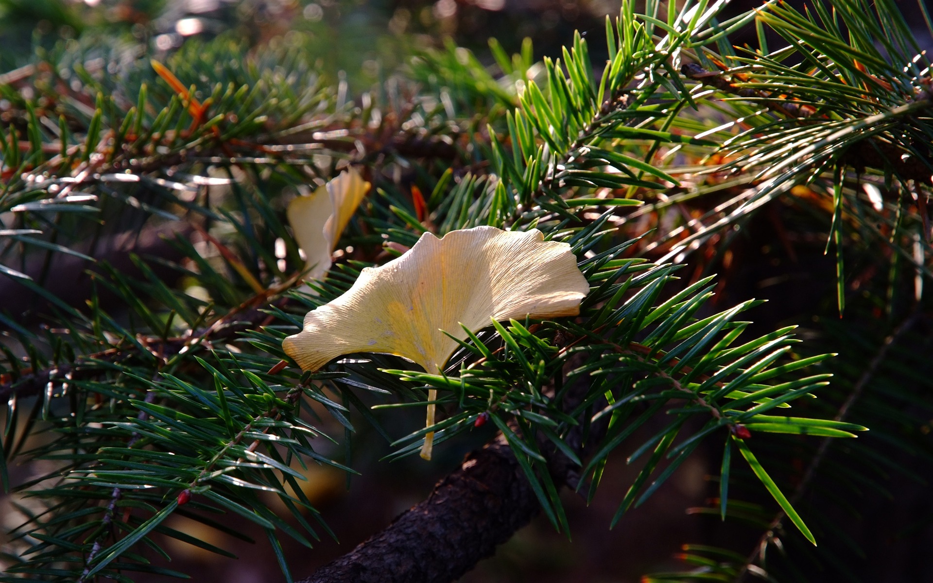 秋日的香山植物園 (螺紋鋼作品) #4 - 1920x1200