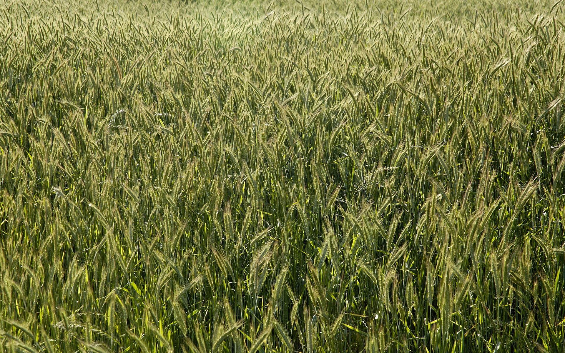 Wheat wallpaper (3) #7 - 1920x1200