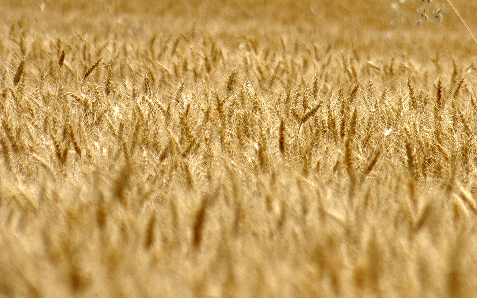 Fond d'écran du blé (3) #18 - 1920x1200