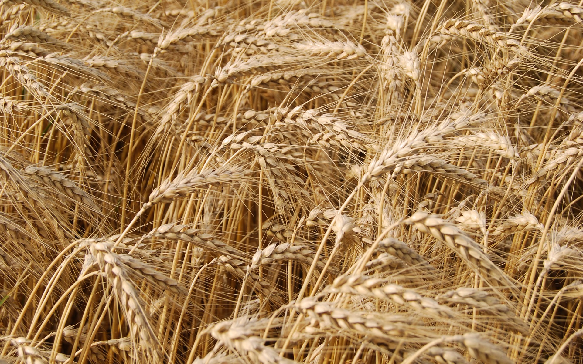 Wheat wallpaper (4) #2 - 1920x1200