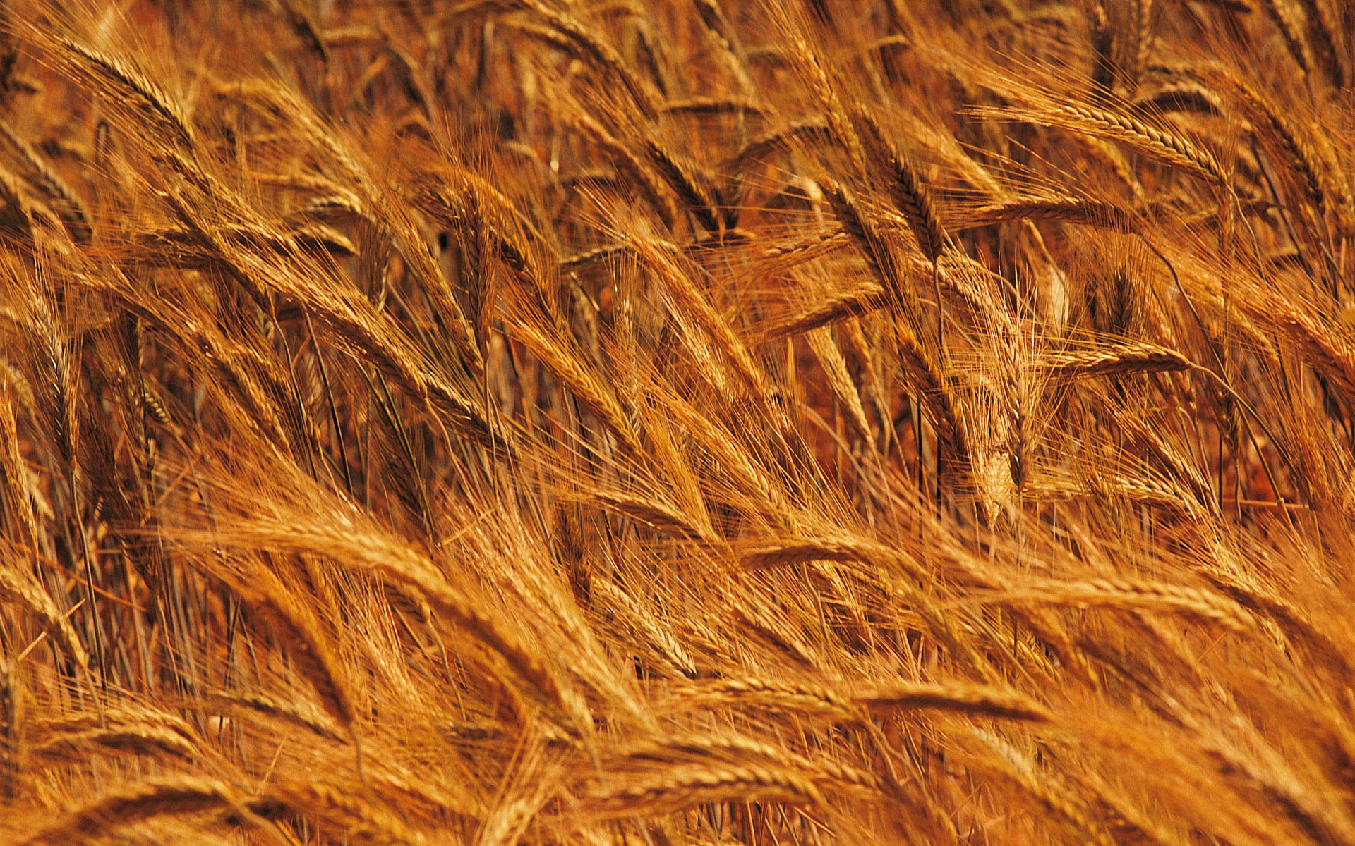 Wheat wallpaper (4) #4 - 1920x1200