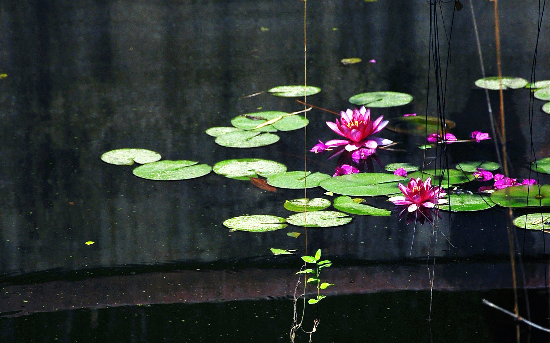 Flowers blooming (Old Hong OK works) #17 - 1920x1200