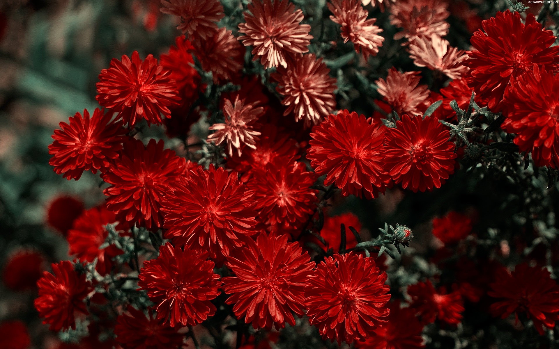寬屏鮮花特寫 壁紙(11) #5 - 1920x1200