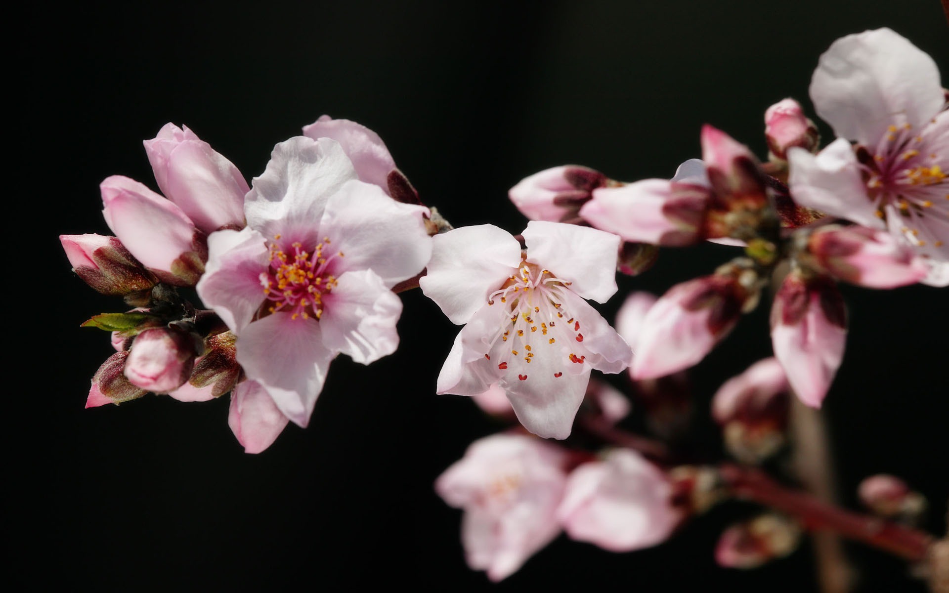 fleurs fond d'écran Widescreen close-up (11) #13 - 1920x1200