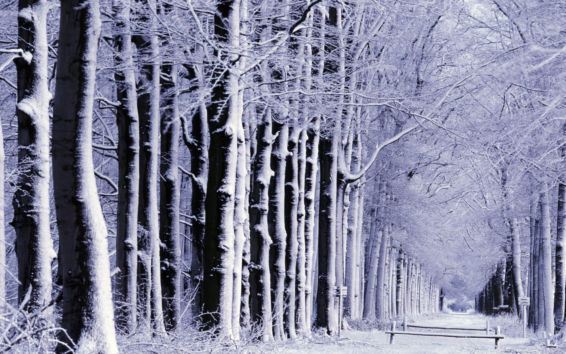 Fond d'écran panoramique de neige (1) #18 - 1920x1200