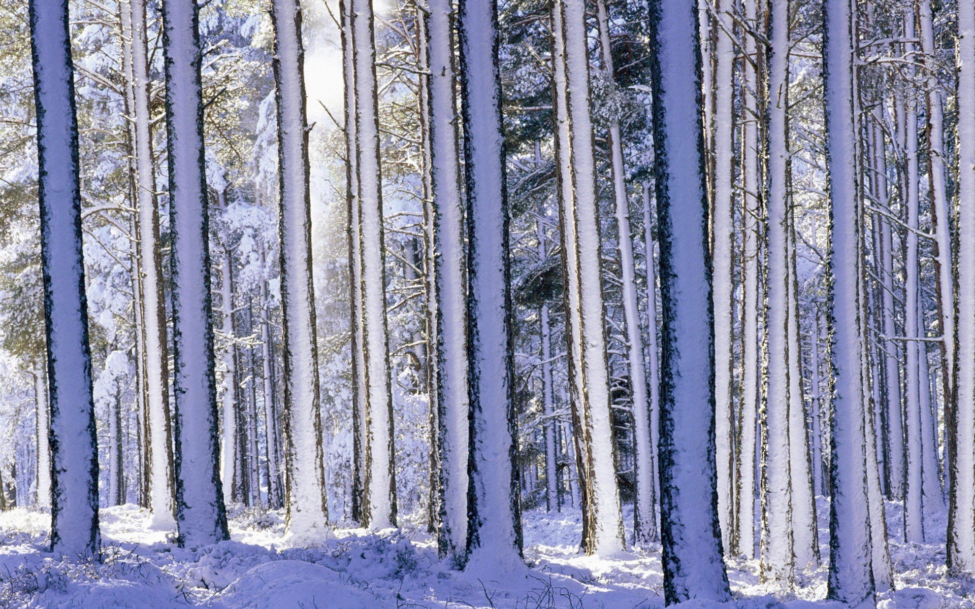 Fond d'écran panoramique de neige (2) #18 - 1920x1200