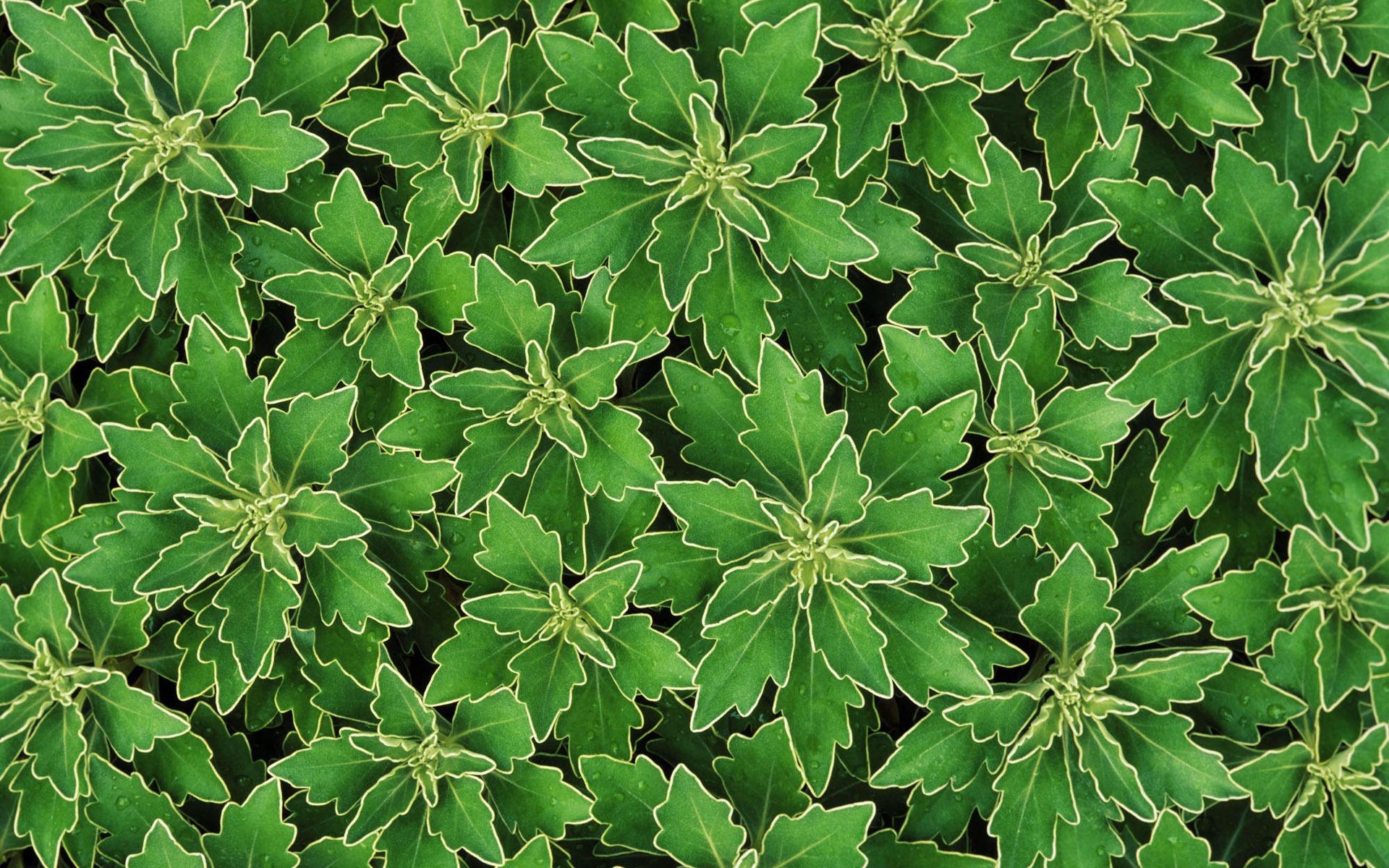 寬屏鮮花特寫 壁紙(12) #2 - 1920x1200