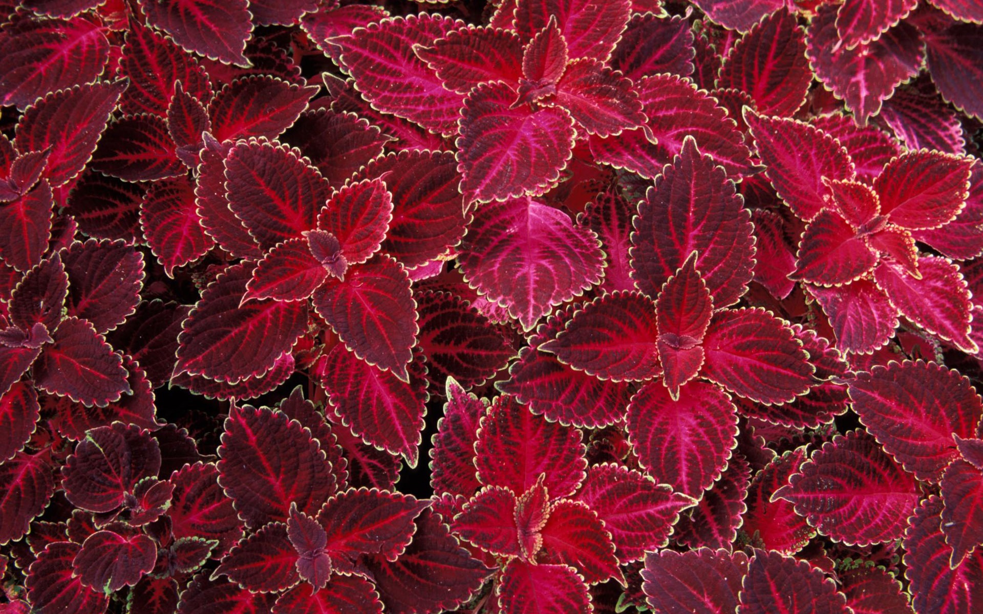 寬屏鮮花特寫 壁紙(12) #5 - 1920x1200