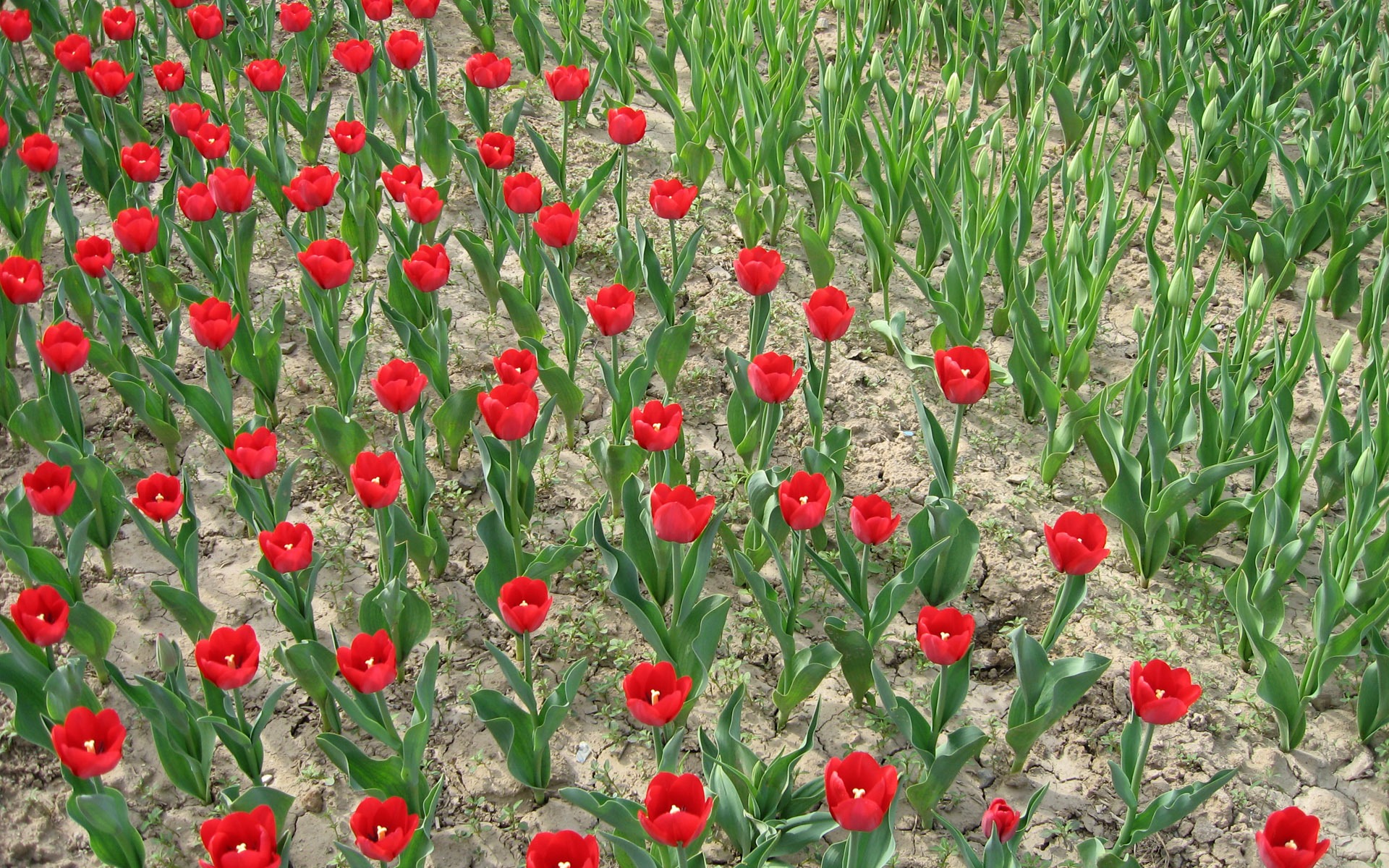 Tulip álbum de fondo de pantalla (4) #17 - 1920x1200