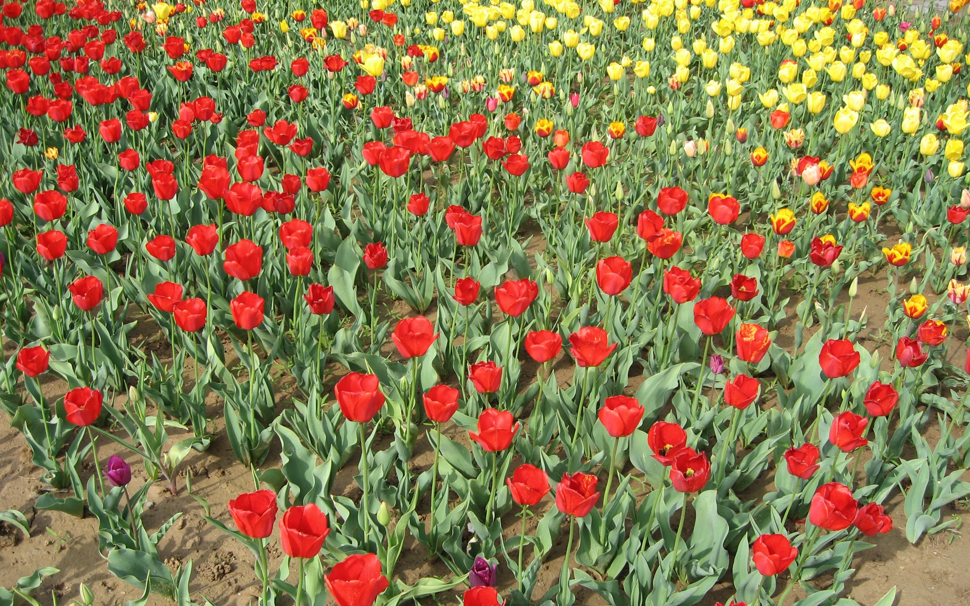 Tulip álbum de fondo de pantalla (4) #20 - 1920x1200