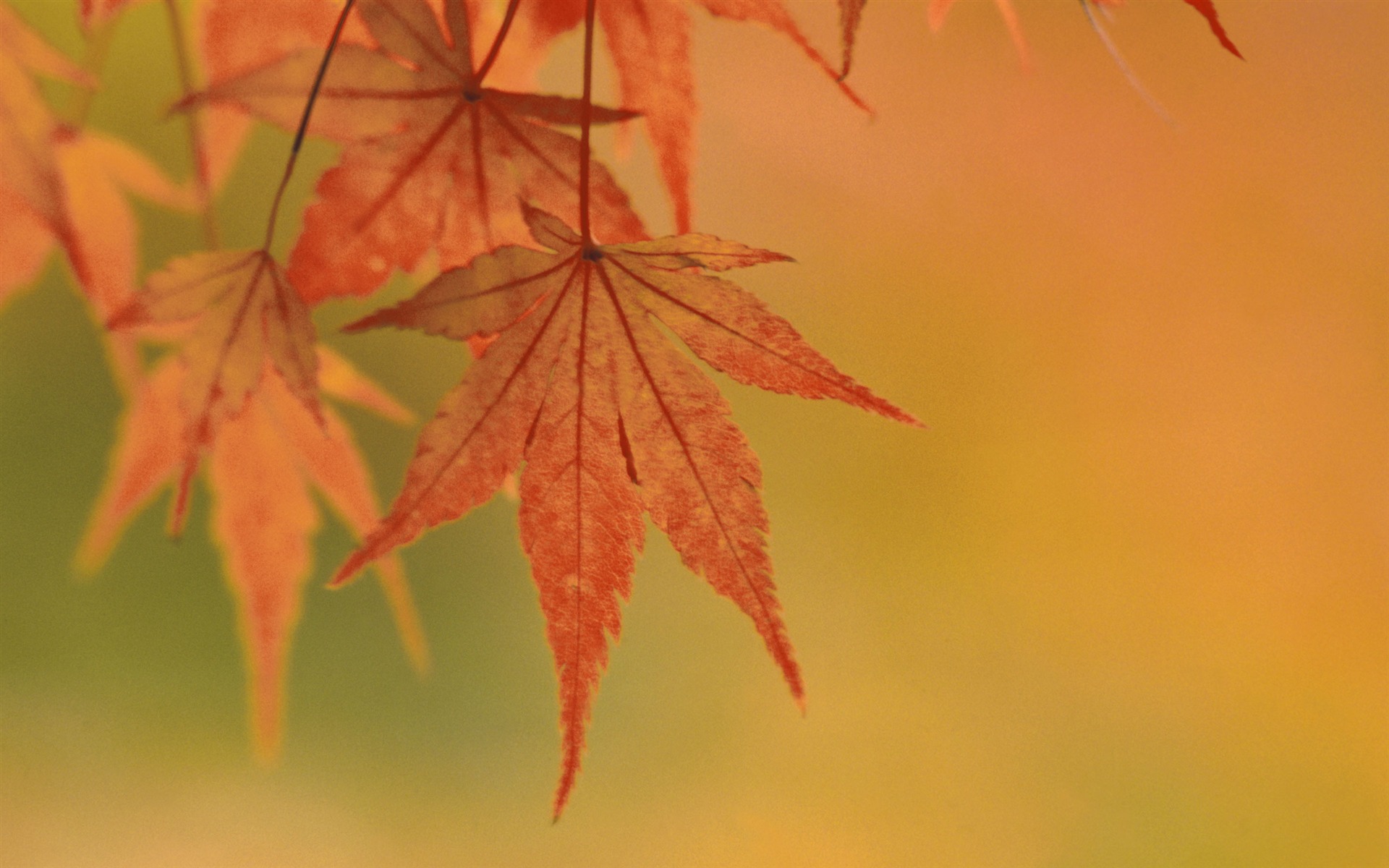 超大鲜花绿叶特写 壁纸(一)3 - 1920x1200