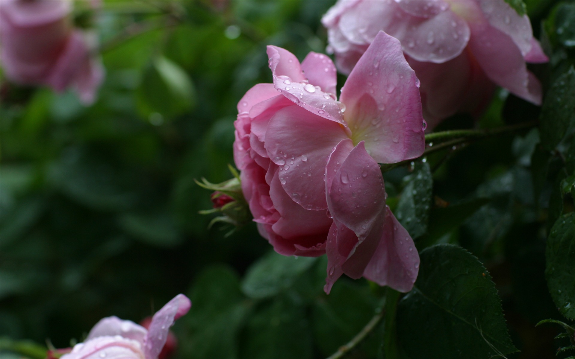 超大鲜花绿叶特写 壁纸(一)6 - 1920x1200