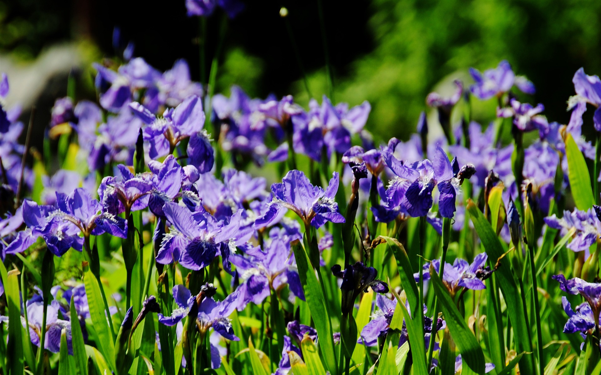 これらの花（Pretty in Pinkで526エントリ） #19 - 1920x1200