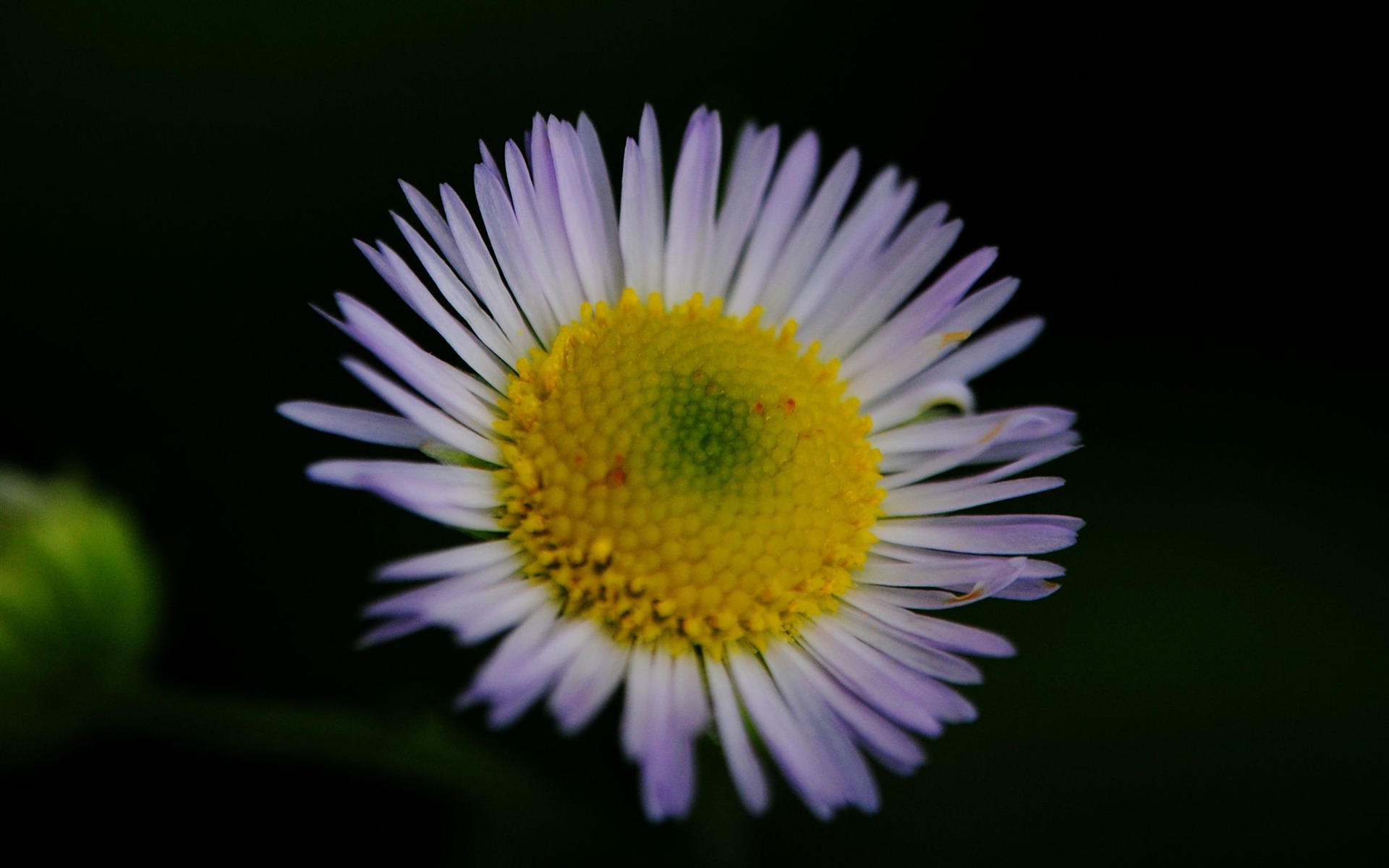 花のマクロ（Pretty in Pinkで526エントリ） #8 - 1920x1200