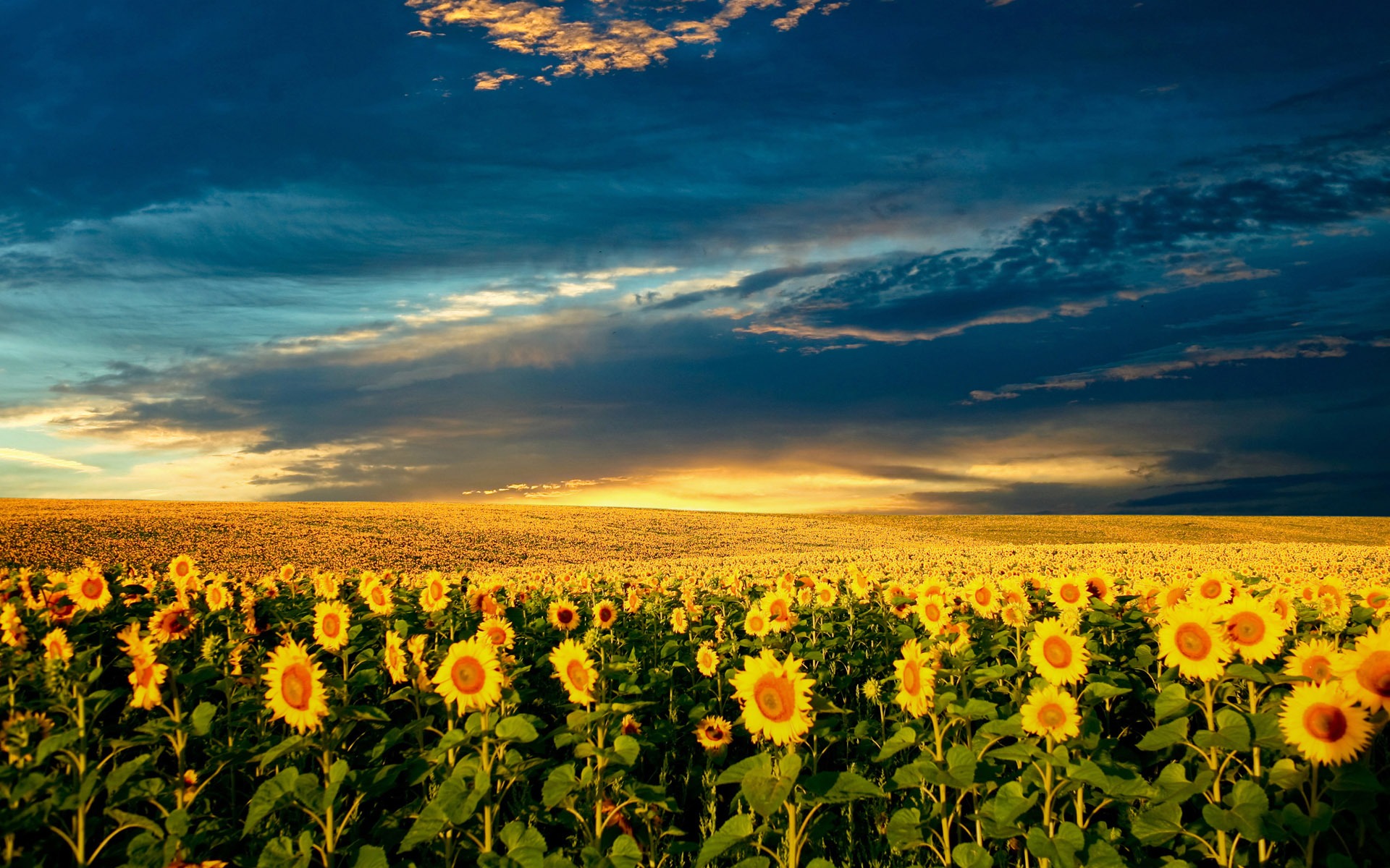 Beautiful sunflower close-up wallpaper (2) #13 - 1920x1200