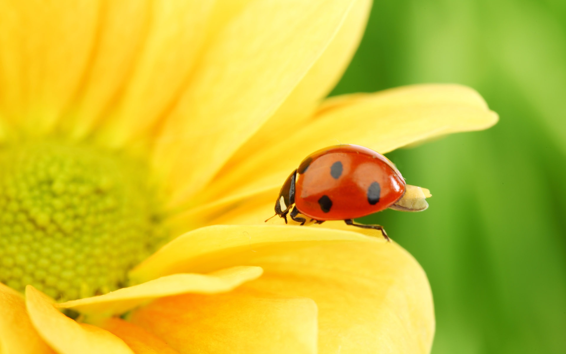 Beautiful sunflower close-up wallpaper (2) #14 - 1920x1200