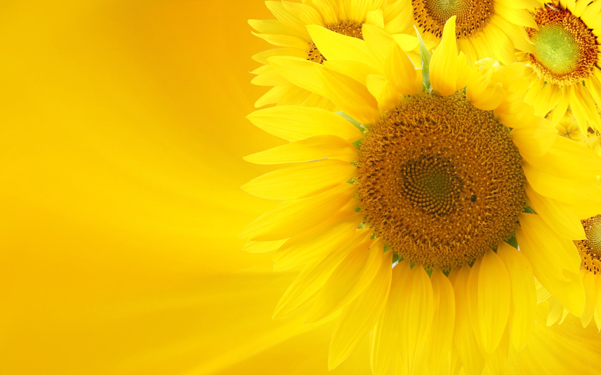 Beautiful sunflower close-up wallpaper (2) #15 - 1920x1200