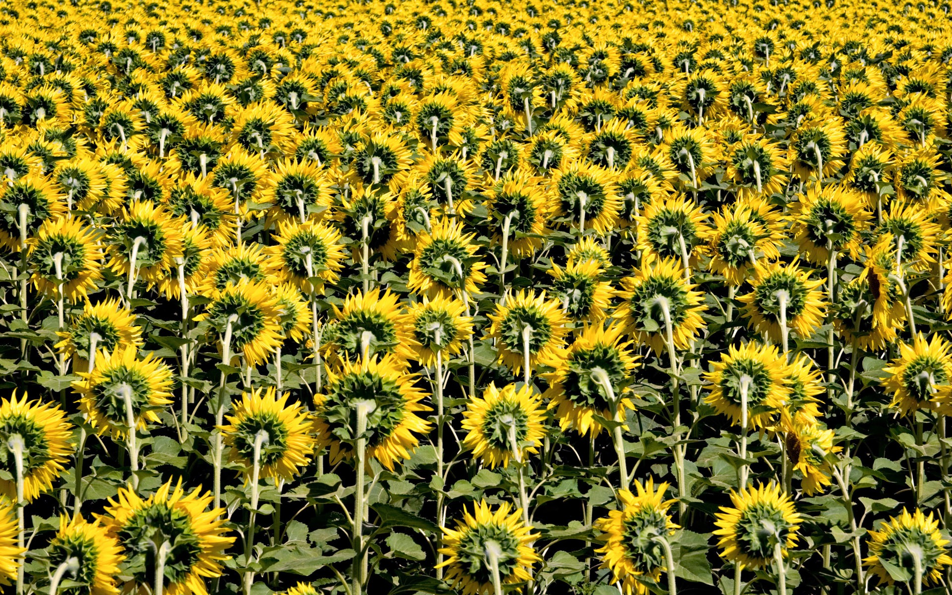 Beautiful sunflower close-up wallpaper (2) #17 - 1920x1200