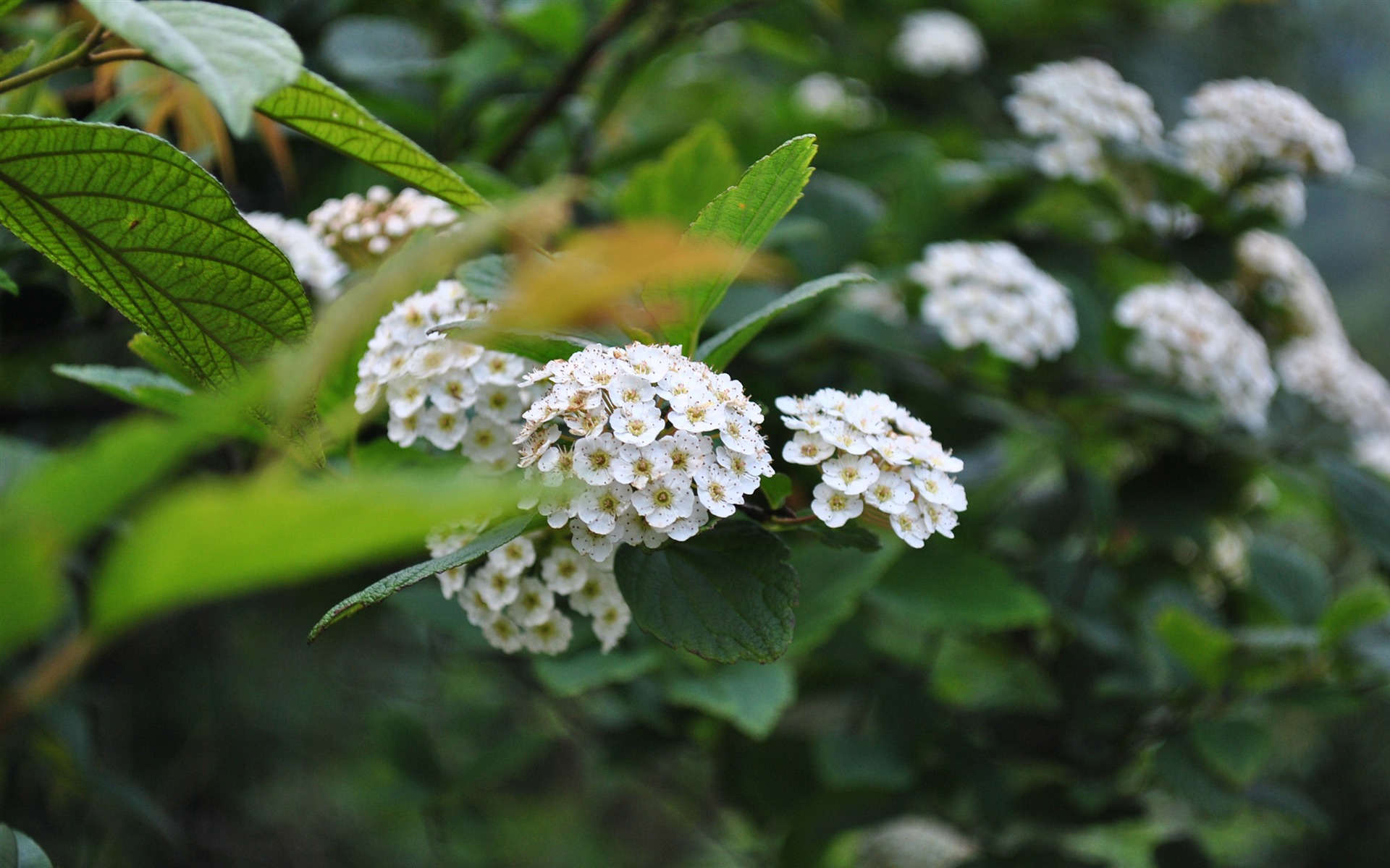 Macro Flower Grass (2) (genzhukou works) #2 - 1920x1200