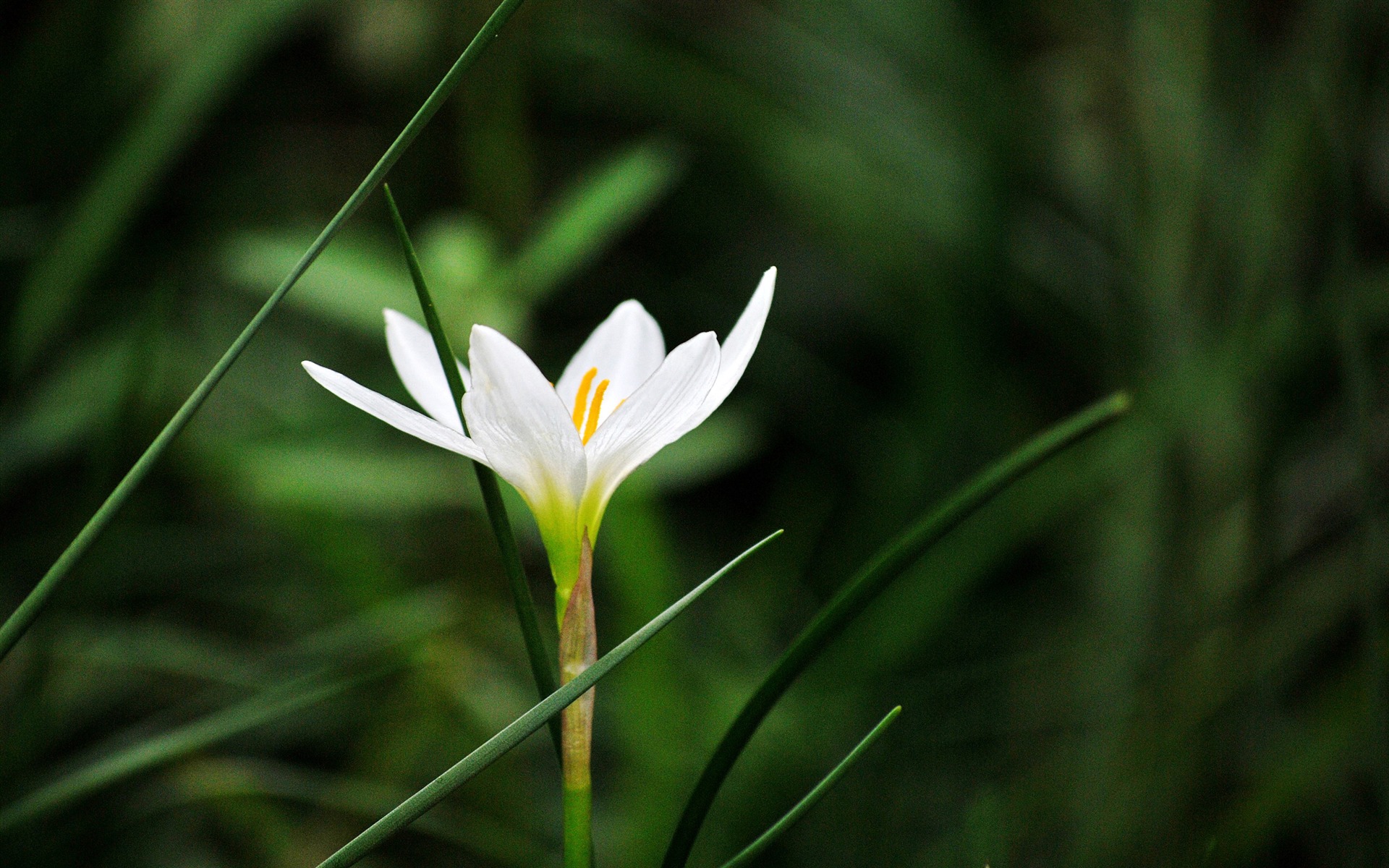 Macro Flower Grass (2) (genzhukou works) #10 - 1920x1200