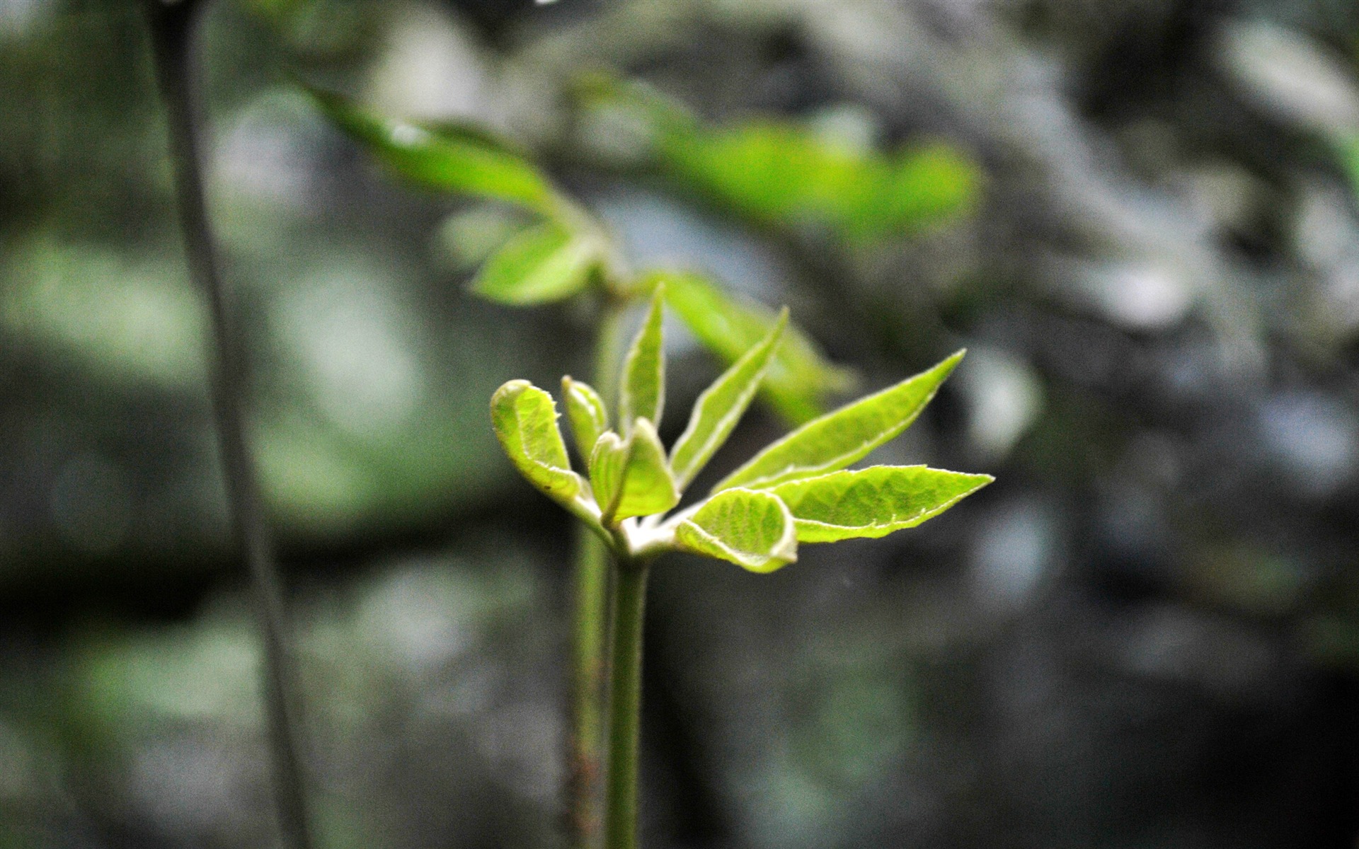 Macro Flower Grass (2) (genzhukou works) #22 - 1920x1200