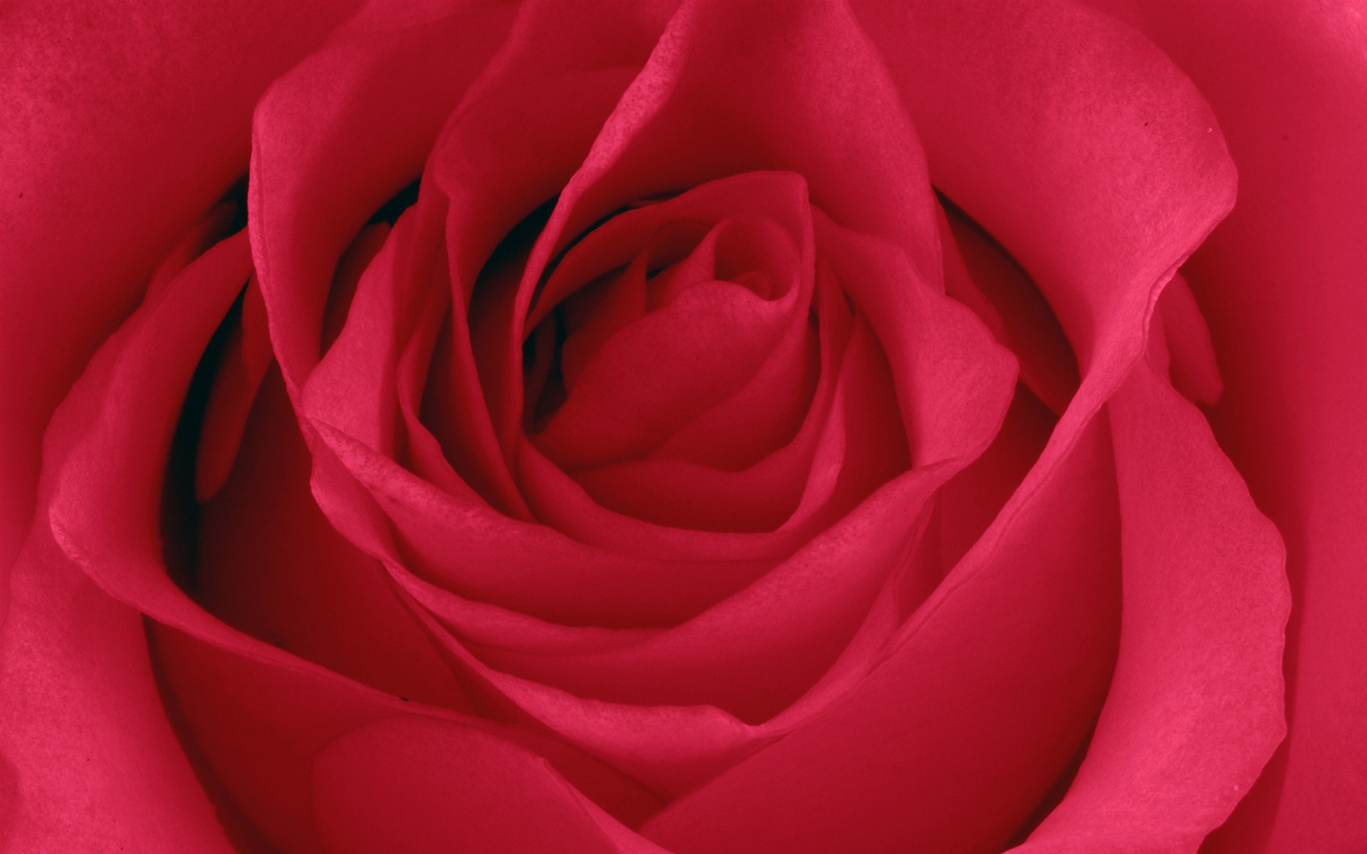 Large Rose Photo Wallpaper (5) #11 - 1920x1200