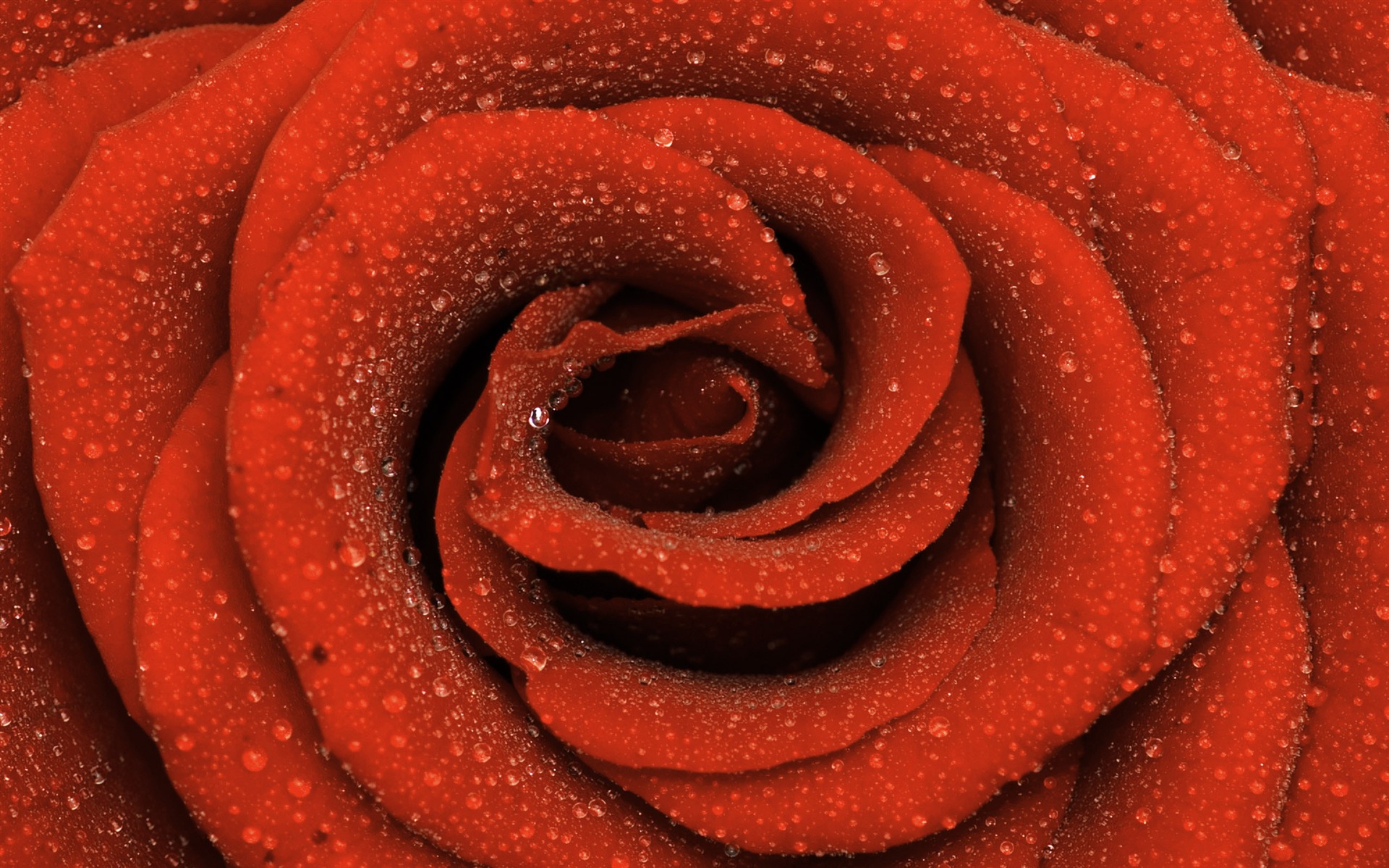 Large Rose Photo Wallpaper (6) #16 - 1920x1200