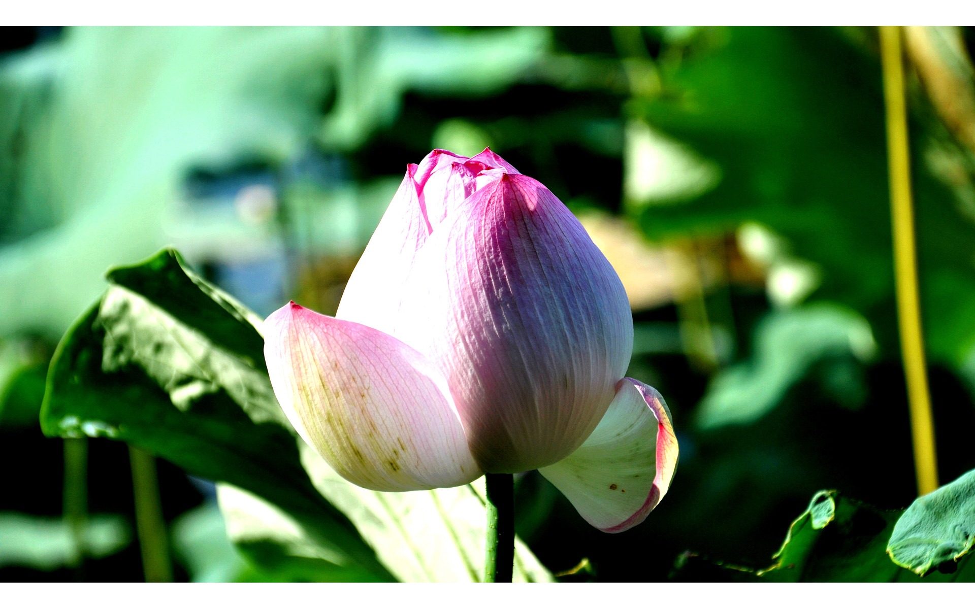 鮮花綠葉特寫 壁紙(四) #4 - 1920x1200