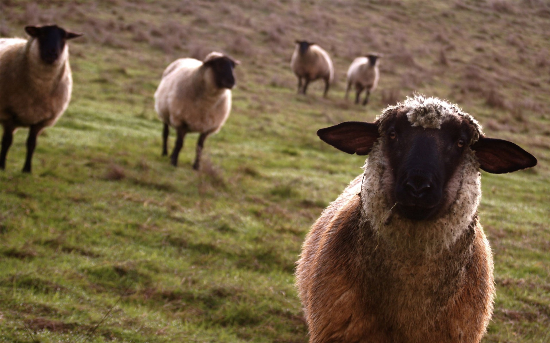 Animal Widescreen Wallpapers Collection (14) #17 - 1920x1200