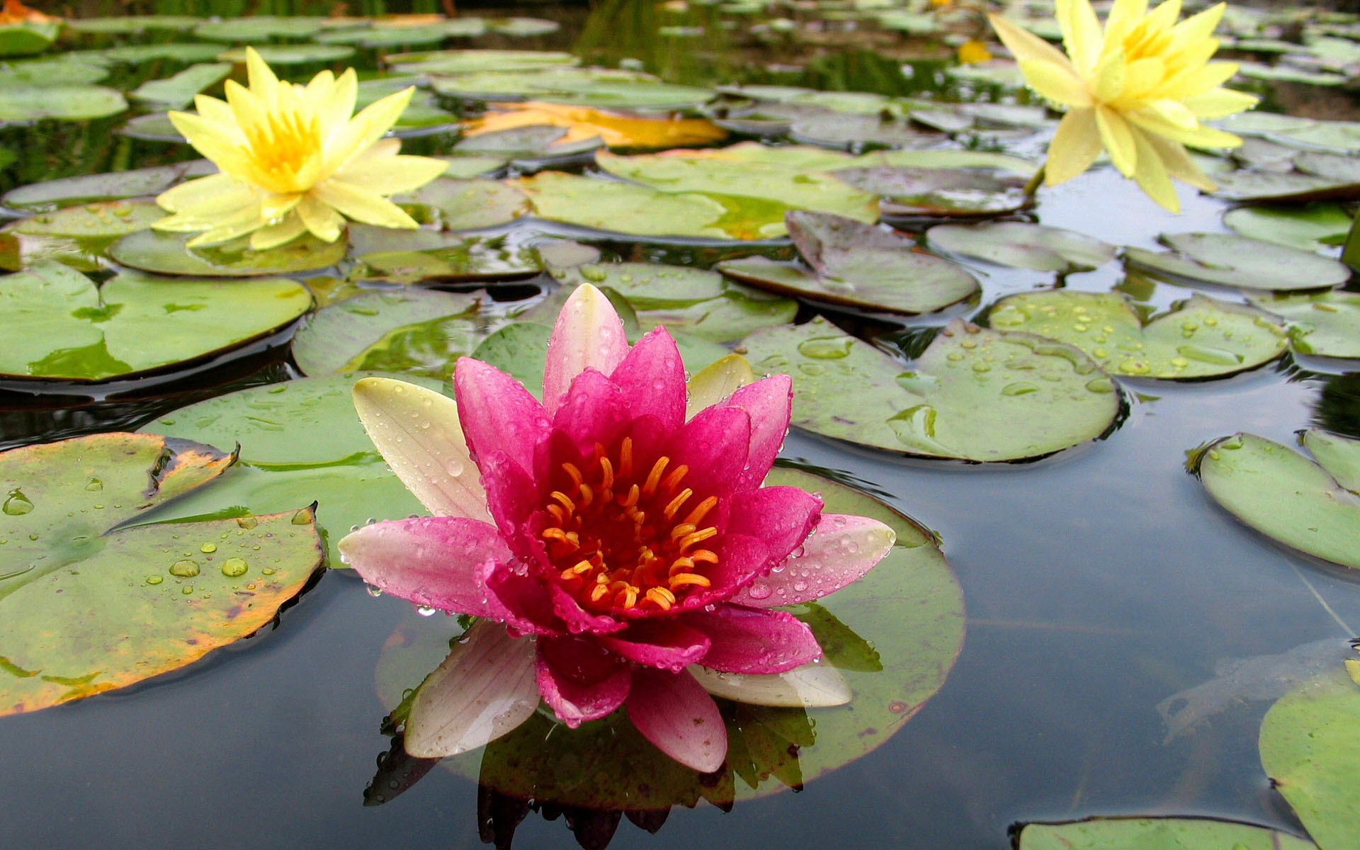 fleurs fond d'écran Widescreen close-up (15) #11 - 1920x1200