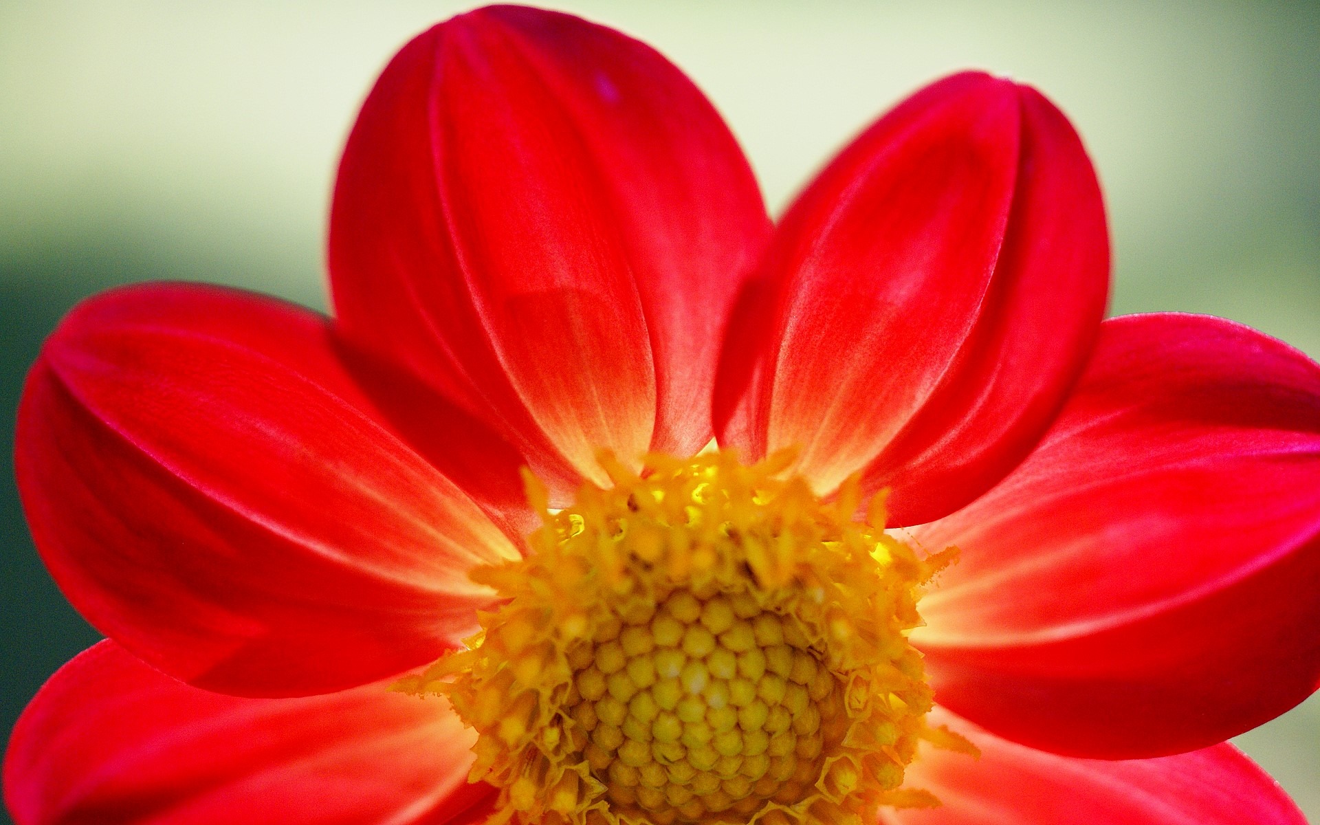 fleurs fond d'écran Widescreen close-up (16) #13 - 1920x1200
