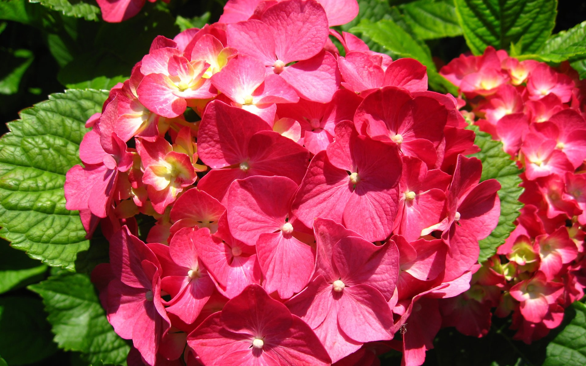 ワイドスクリーンの壁紙の花に近い(17)を開く #1 - 1920x1200