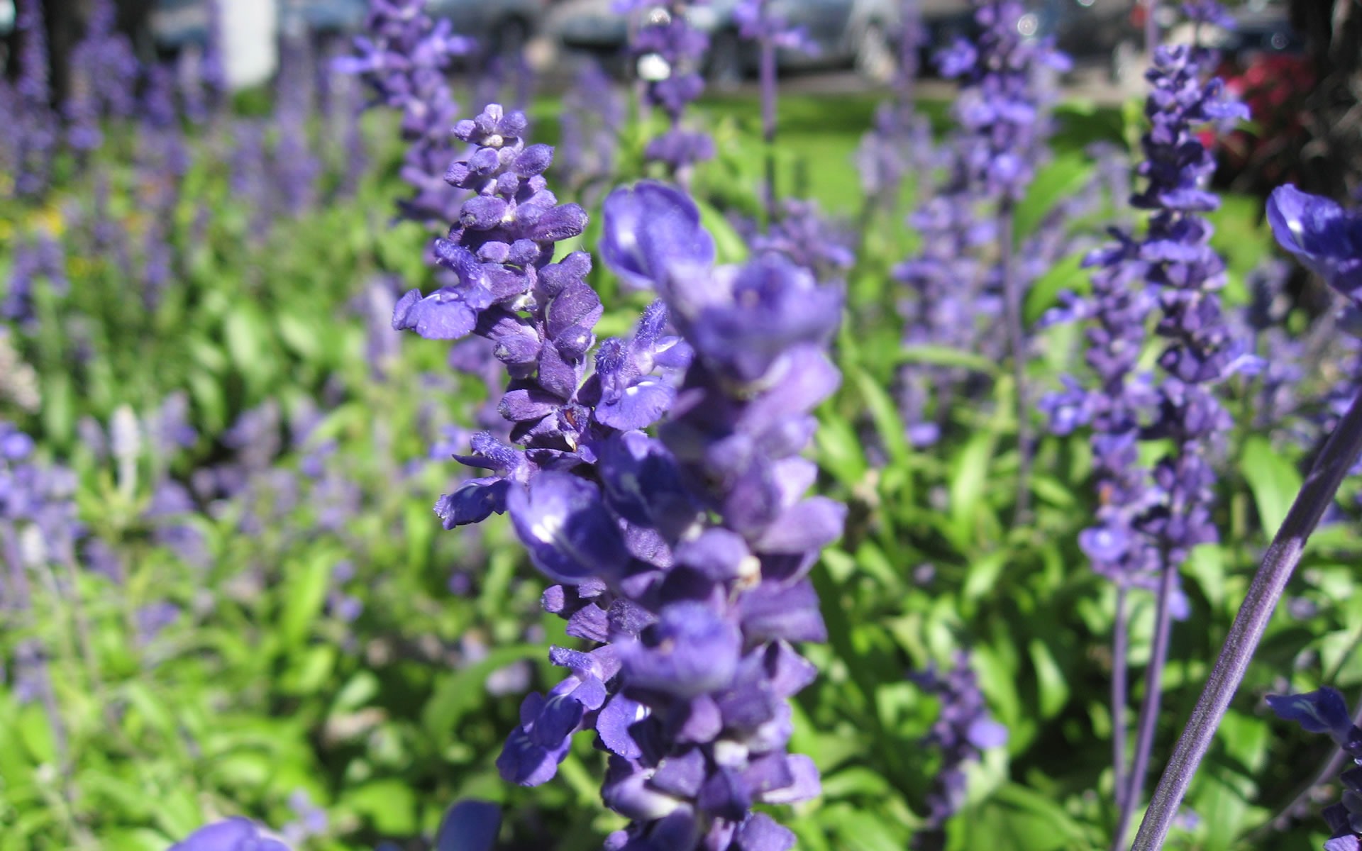ワイドスクリーンの壁紙の花に近い(17)を開く #3 - 1920x1200